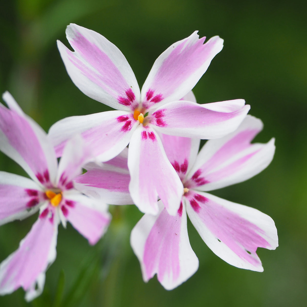 Teppich-Flammenblume 'Candy Stripes' - Bakker