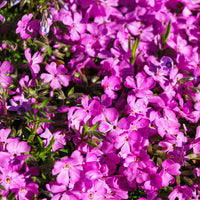 Blühende Stauden - 4 bodendeckende Stauden für den Steingarten - Sedum acre, Phlox subulata McDaniel's Cushion