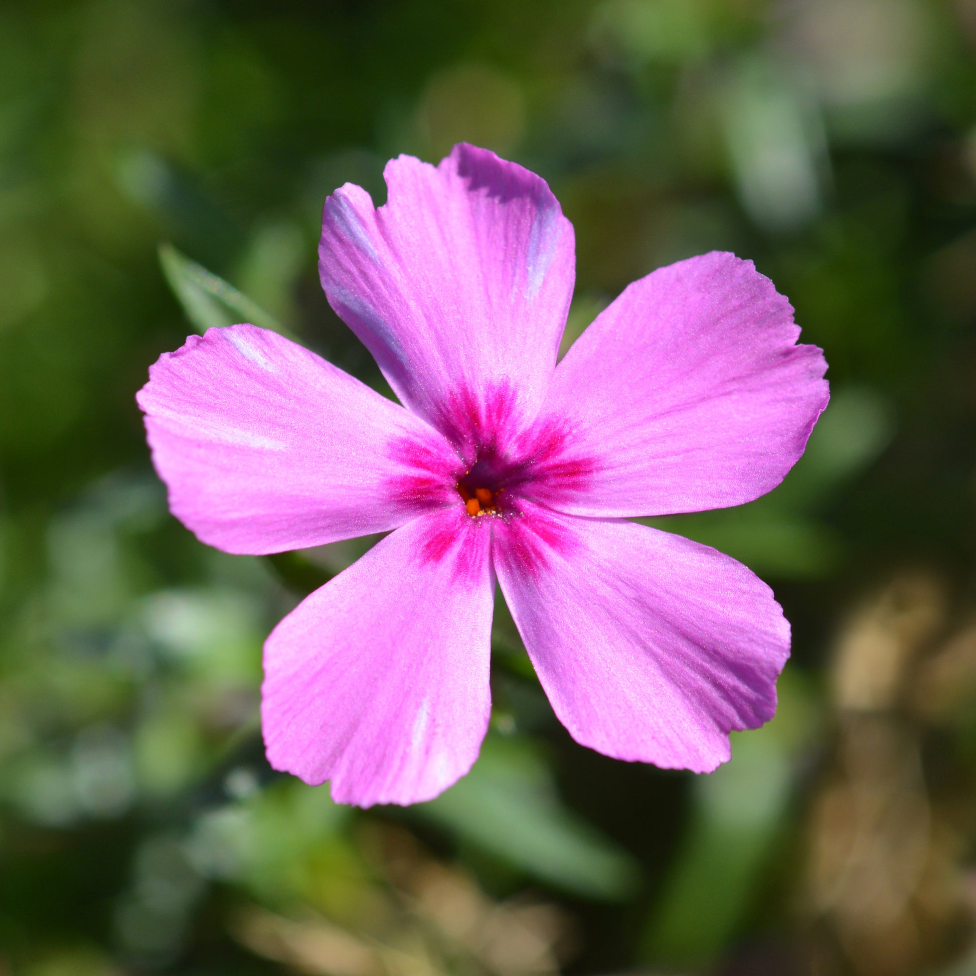 Teppich-Flammenblume 'Mac Daniels Cushion' - Phlox subulata Mcdaniels Cushion - Bakker