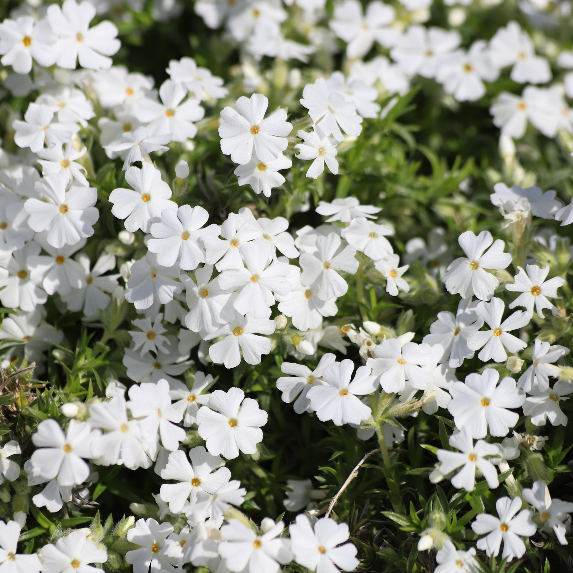 Phlox subulata White Delight - Polster-Phlox ‘White Delight’ - Phlox