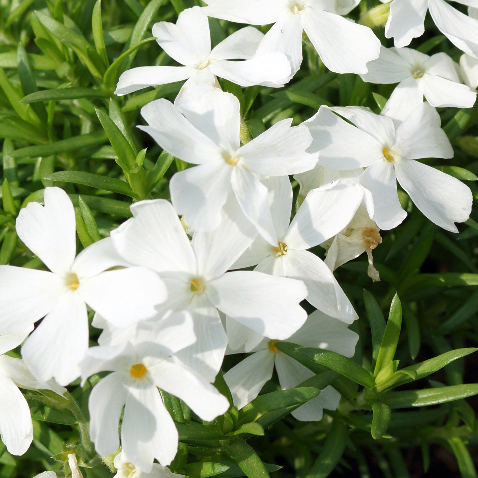 Polster-Phlox ‘White Delight’ - Phlox subulata White Delight - Bakker