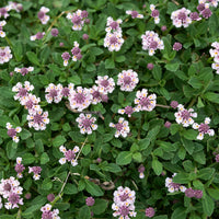 Kriechende Teppichverbene - Phyla nodiflora - Bakker