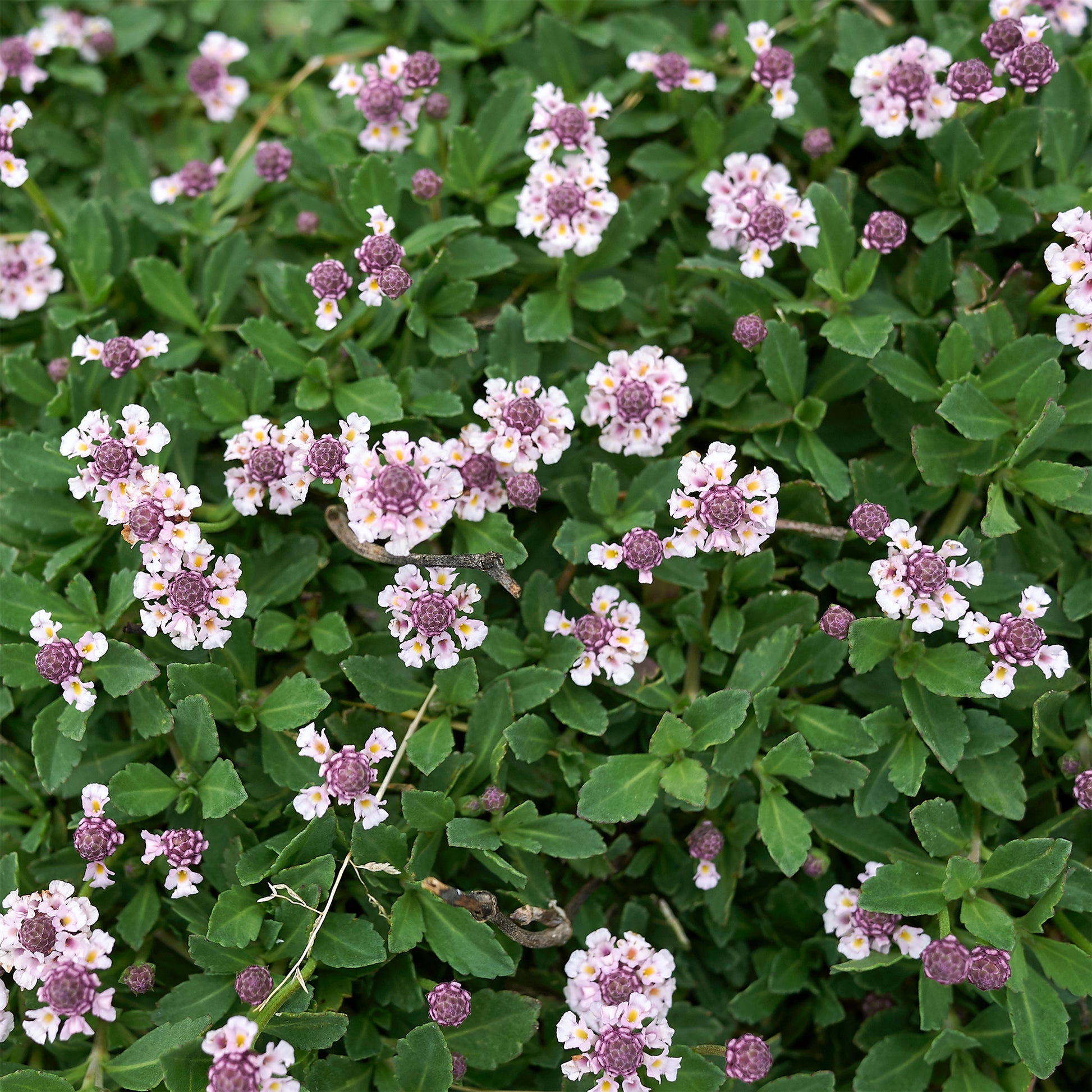 Kriechende Teppichverbene - Phyla nodiflora - Bakker