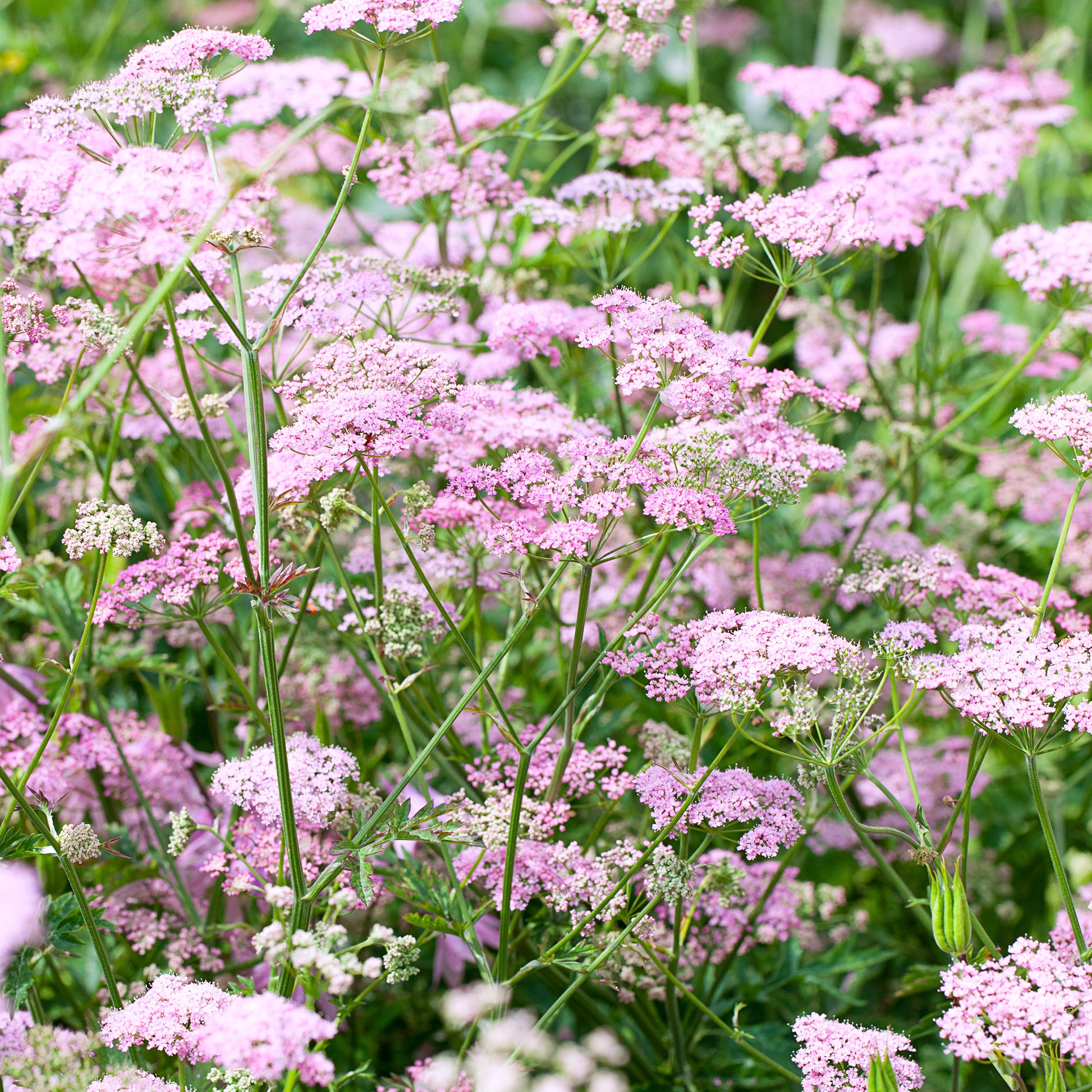 Große Bibernelle ‘Rosea’ - Pimpinella major rosea - Bakker