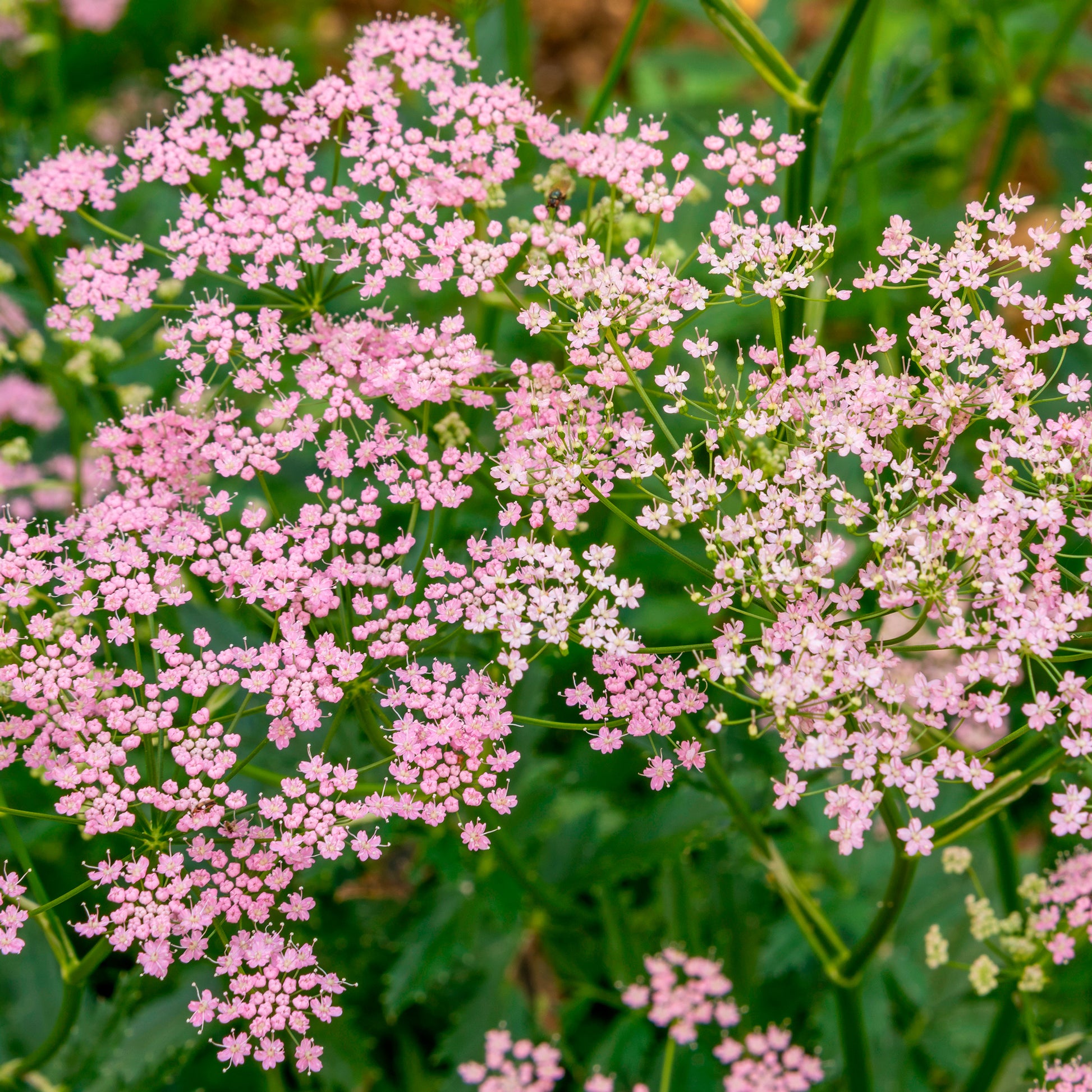 Große Bibernelle ‘Rosea’ - Bakker