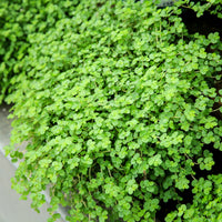 Bubikopf - Pratia angulata - Bakker