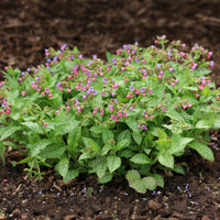 Pulmonaria officinalis - Offizielles Lungenkraut - Stauden