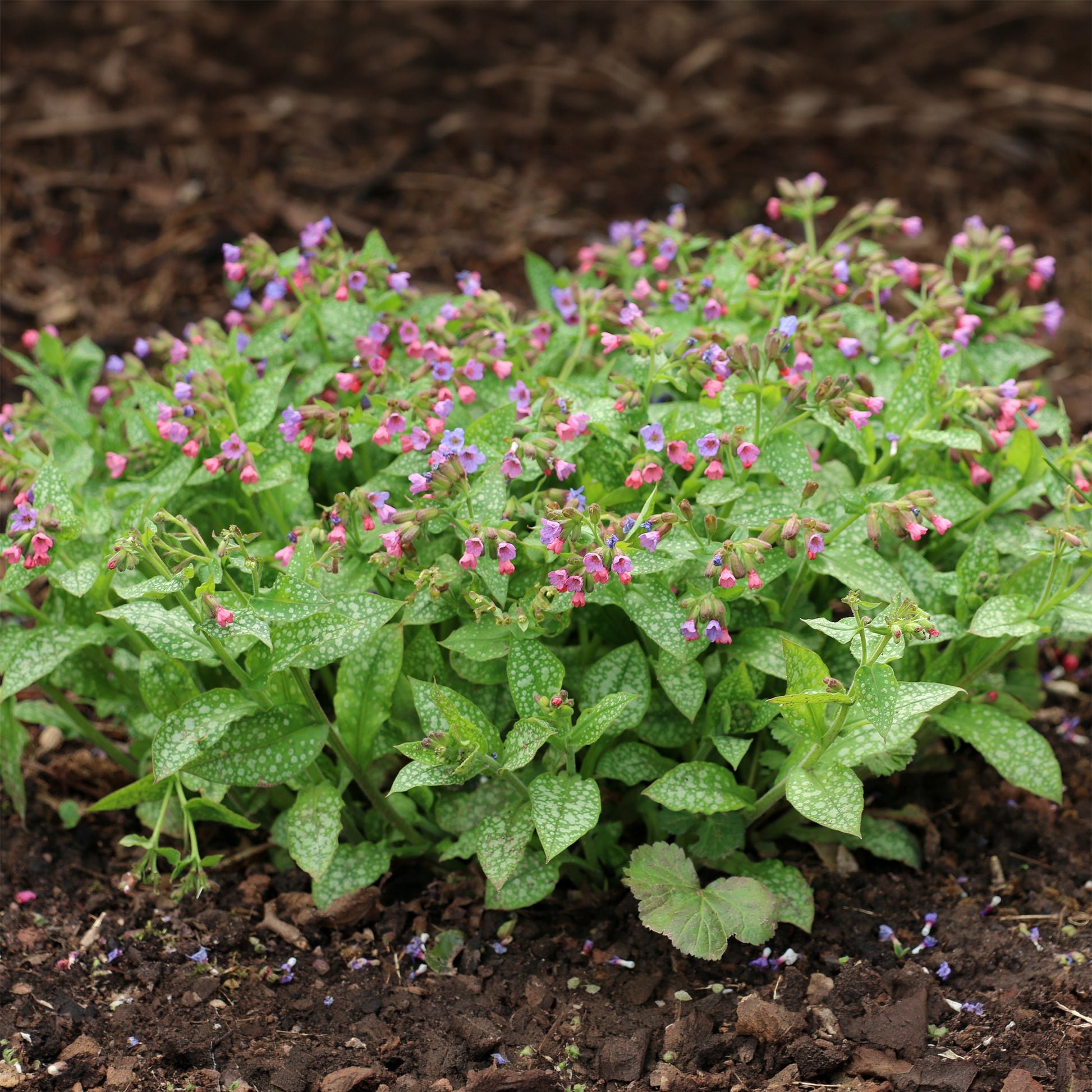 Pulmonaria officinalis - Offizielles Lungenkraut - Stauden