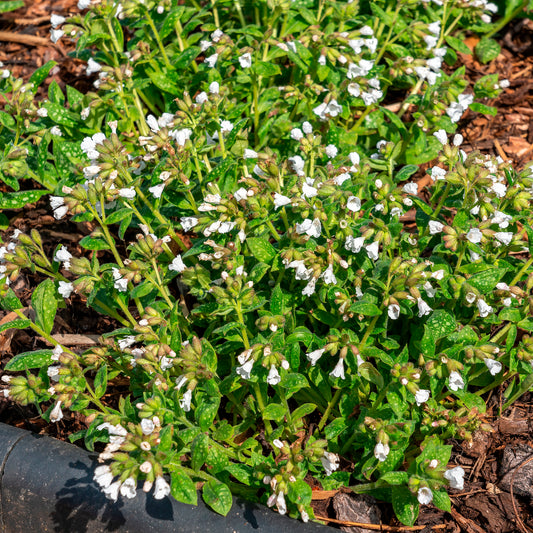 Kleingeflecktes Lungenkraut Sissinghurst White - Bakker