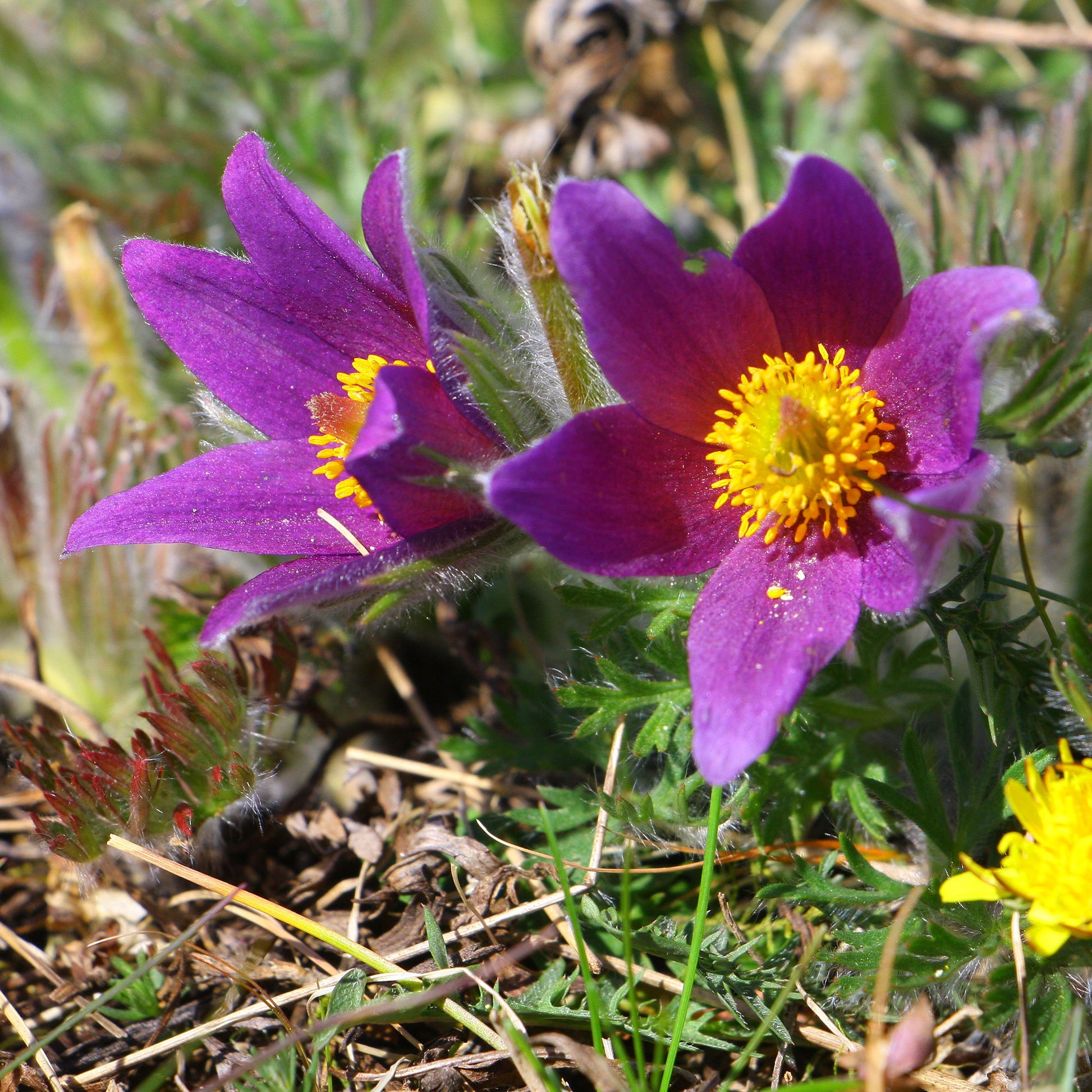 Gewöhnliche Kuhschelle - Pulsatilla vulgaris - Bakker