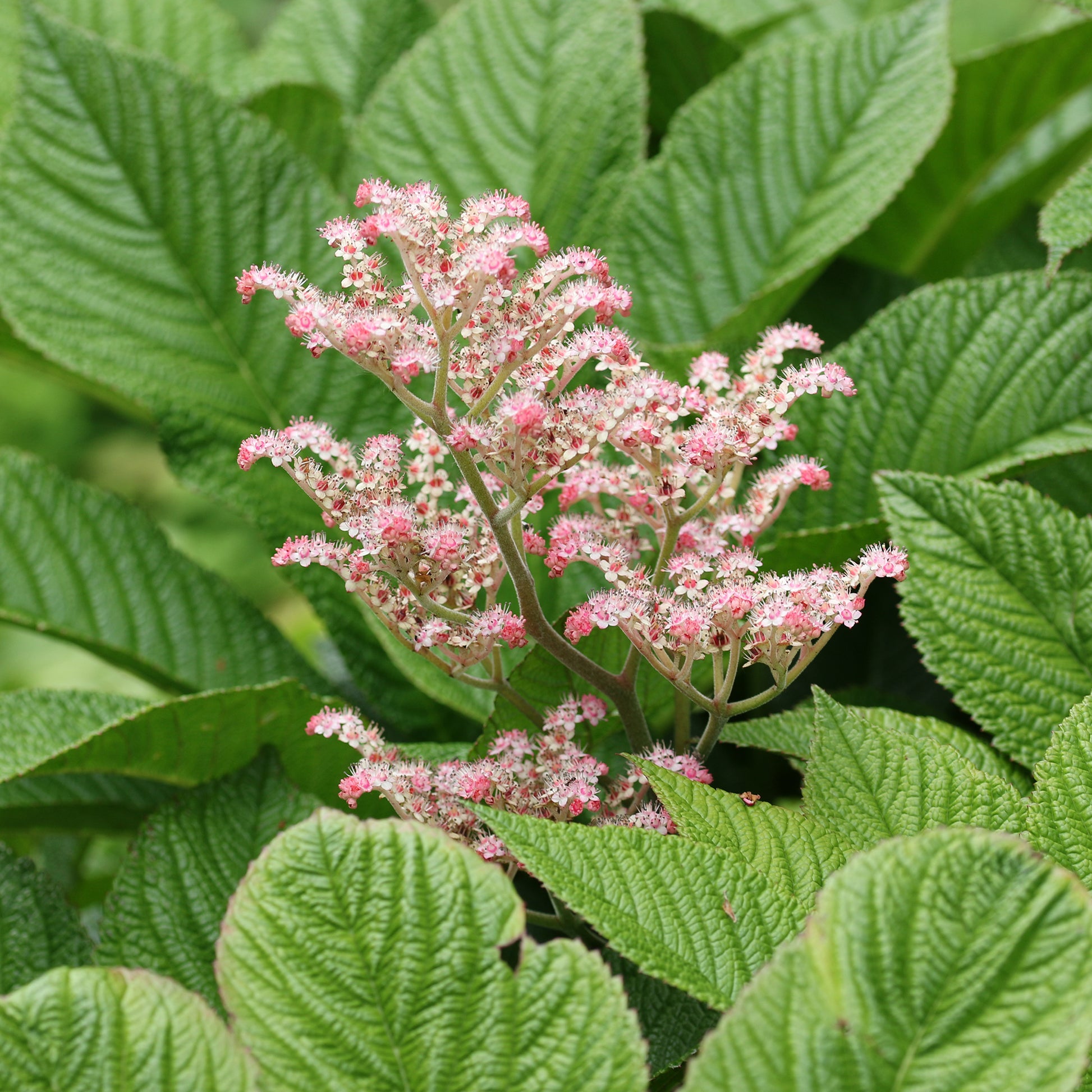 Kastanienblättriges Schaublatt - Rodgersia aesculifolia - Bakker