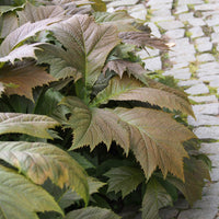 Rodgersia - Schaublatt - Gestieltblättriges Schaublatt - Rodgersia podophylla