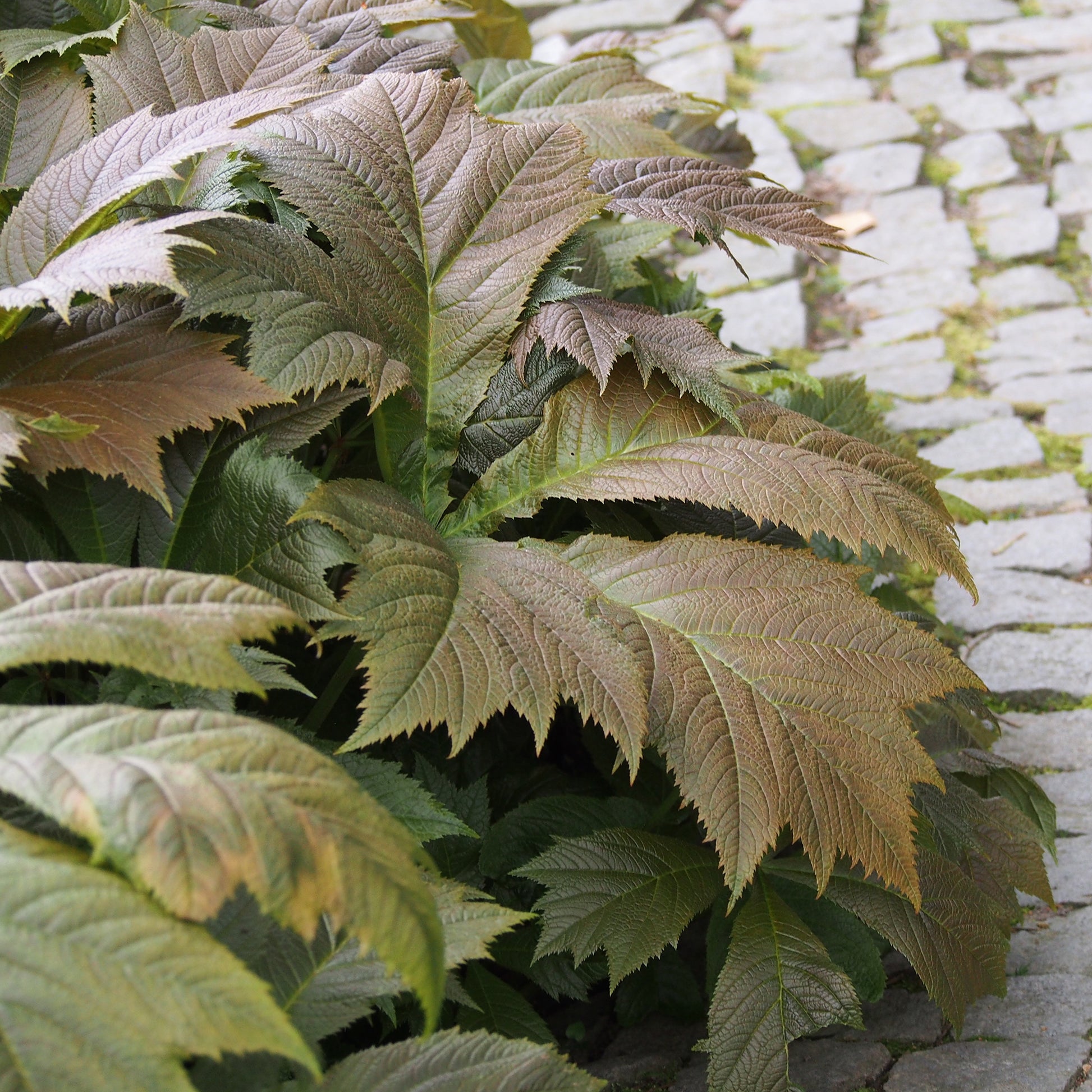 Rodgersia - Schaublatt - Gestieltblättriges Schaublatt - Rodgersia podophylla