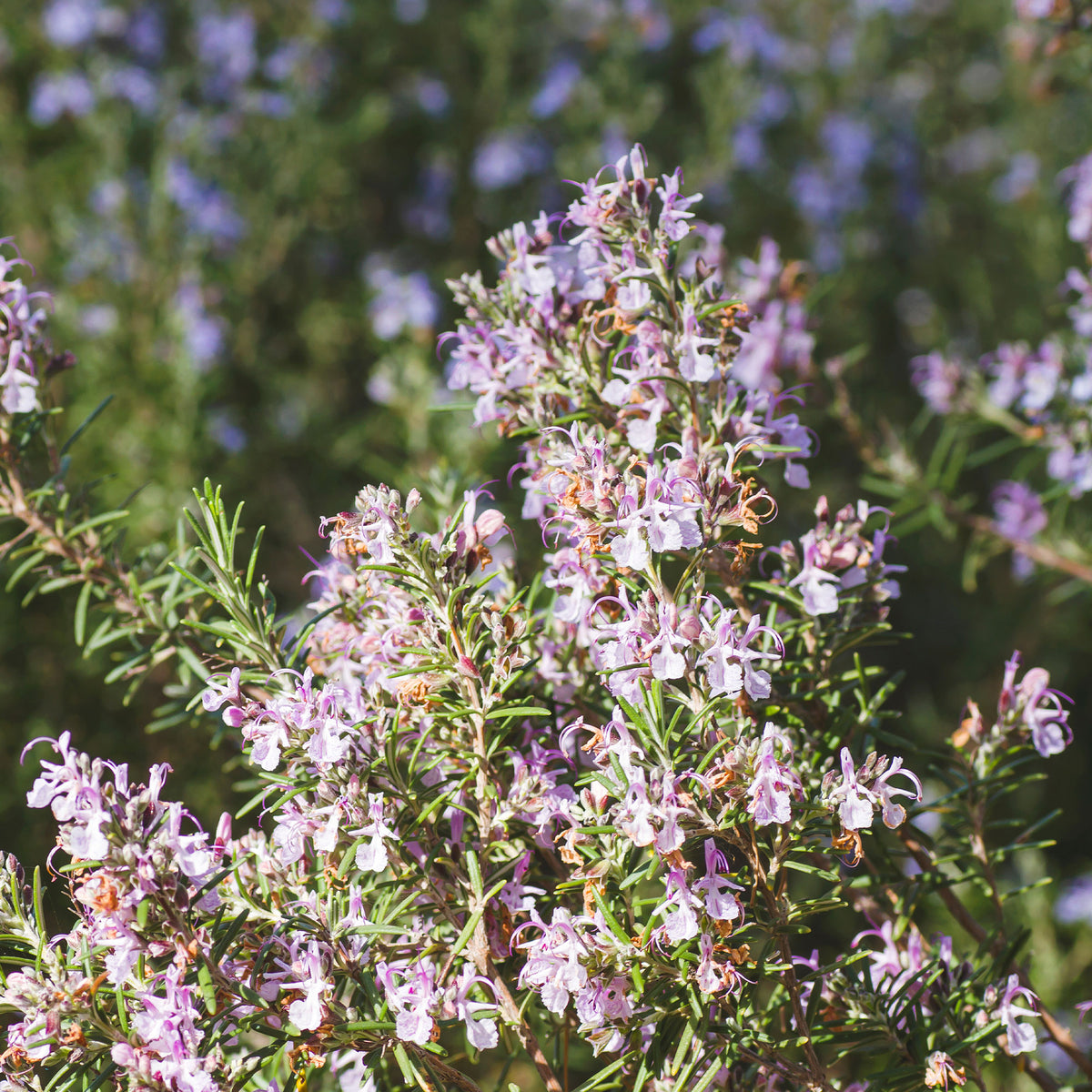 Rosmarinus officinalis majorca pink - Rosmarin Majorca Pink - Balkonblumen