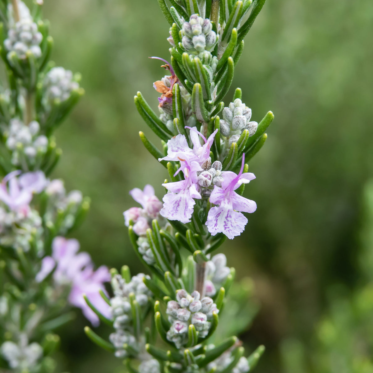 Rosmarin Majorca Pink - Rosmarinus officinalis majorca pink - Bakker