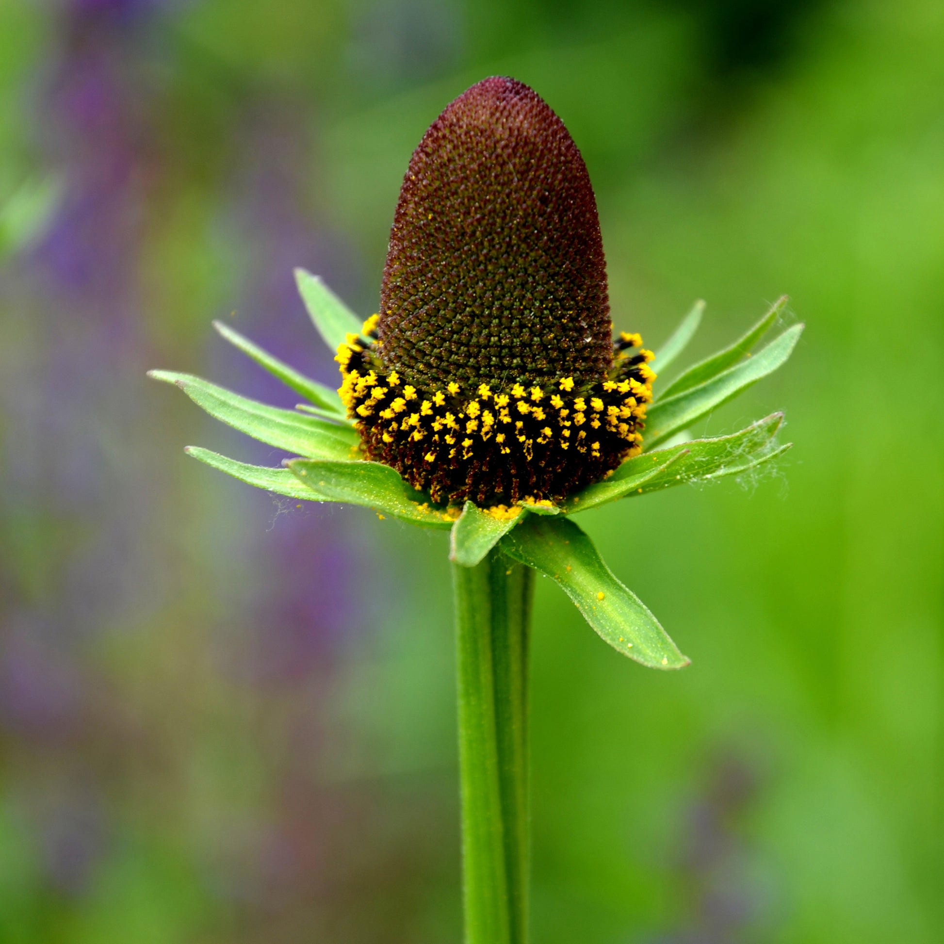 Sonnenhut ‘Green Wizard’ - Rudbeckia occidentalis Green Wizard - Bakker
