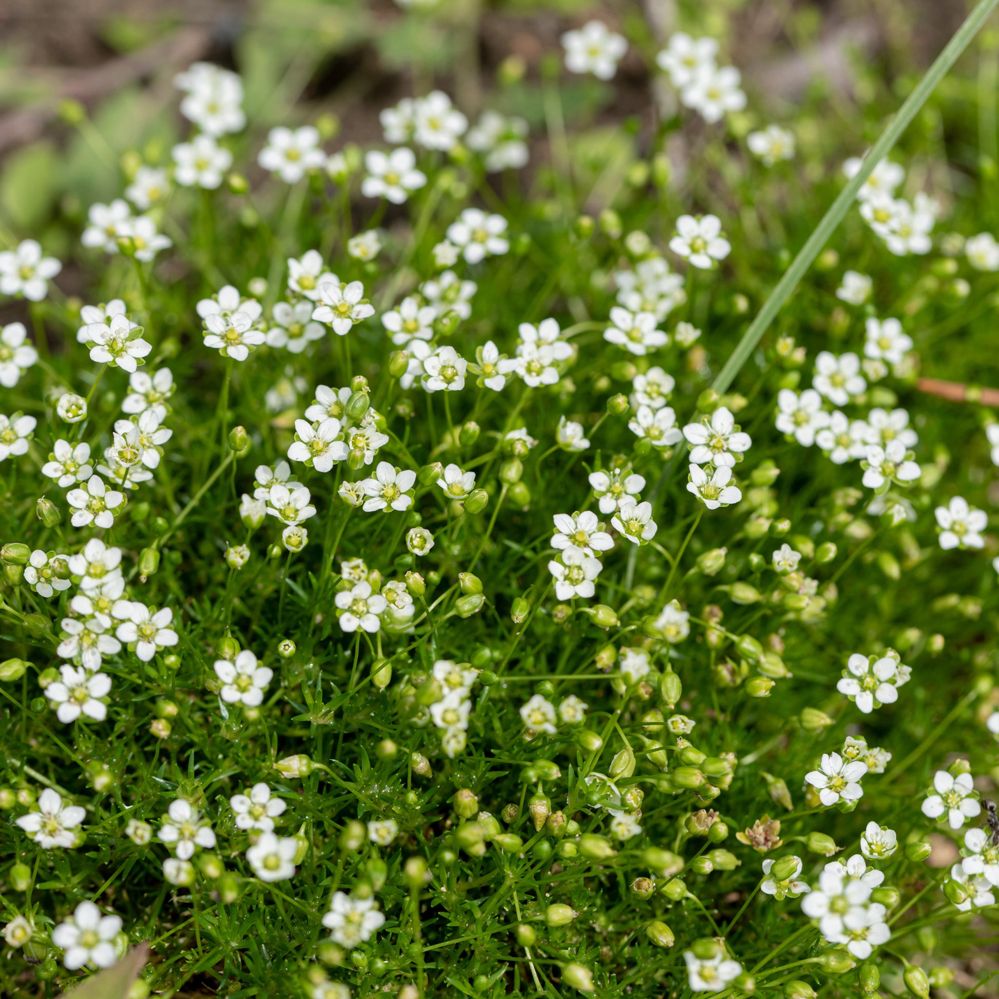 Verkauf Sternmoos - Sagina subulata