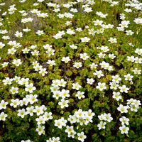 Sternmoos - Sagina subulata - Bakker
