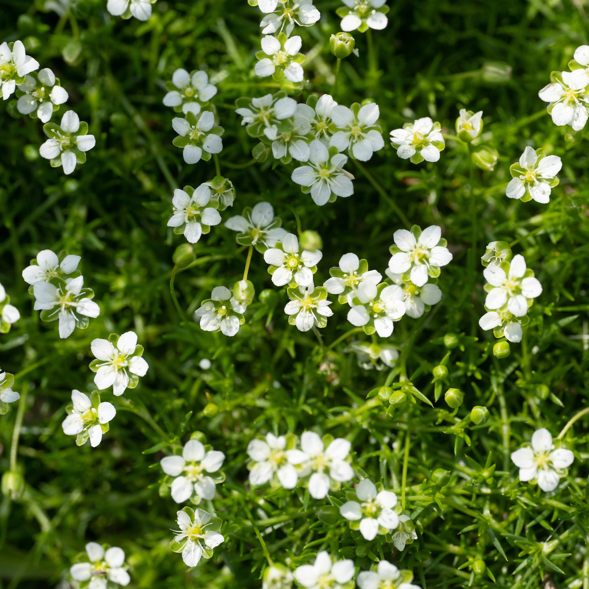 Sagina subulata - Sternmoos - Bodendecker