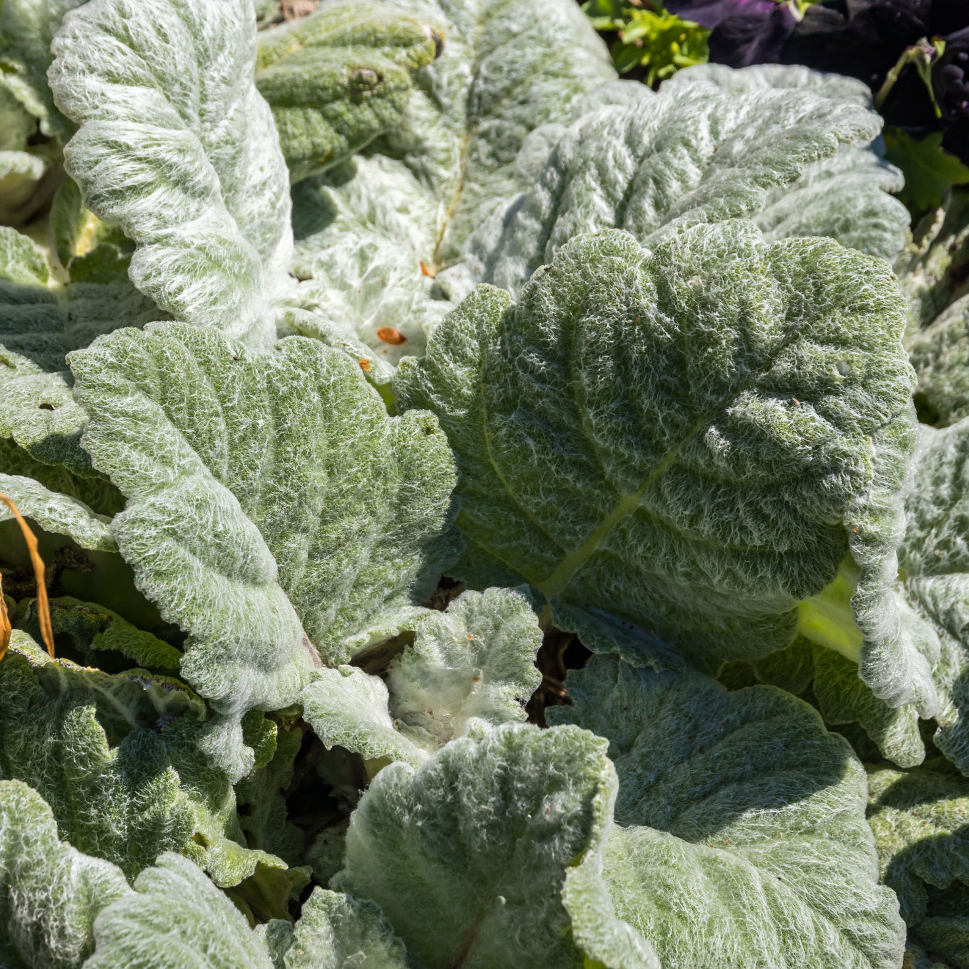 Verkauf Silber Salbei - Salvia argentea