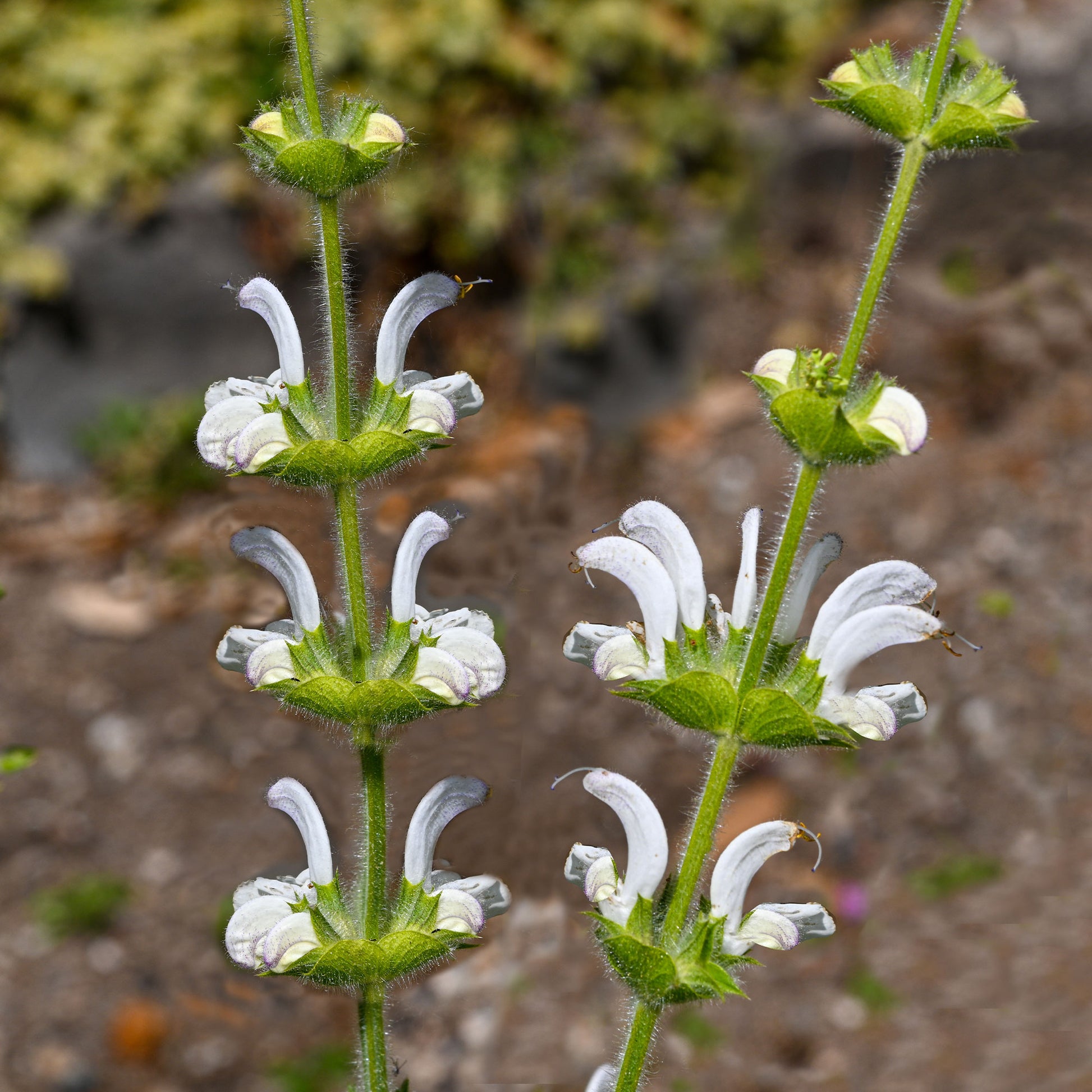 Salbei - Silber Salbei - Salvia argentea