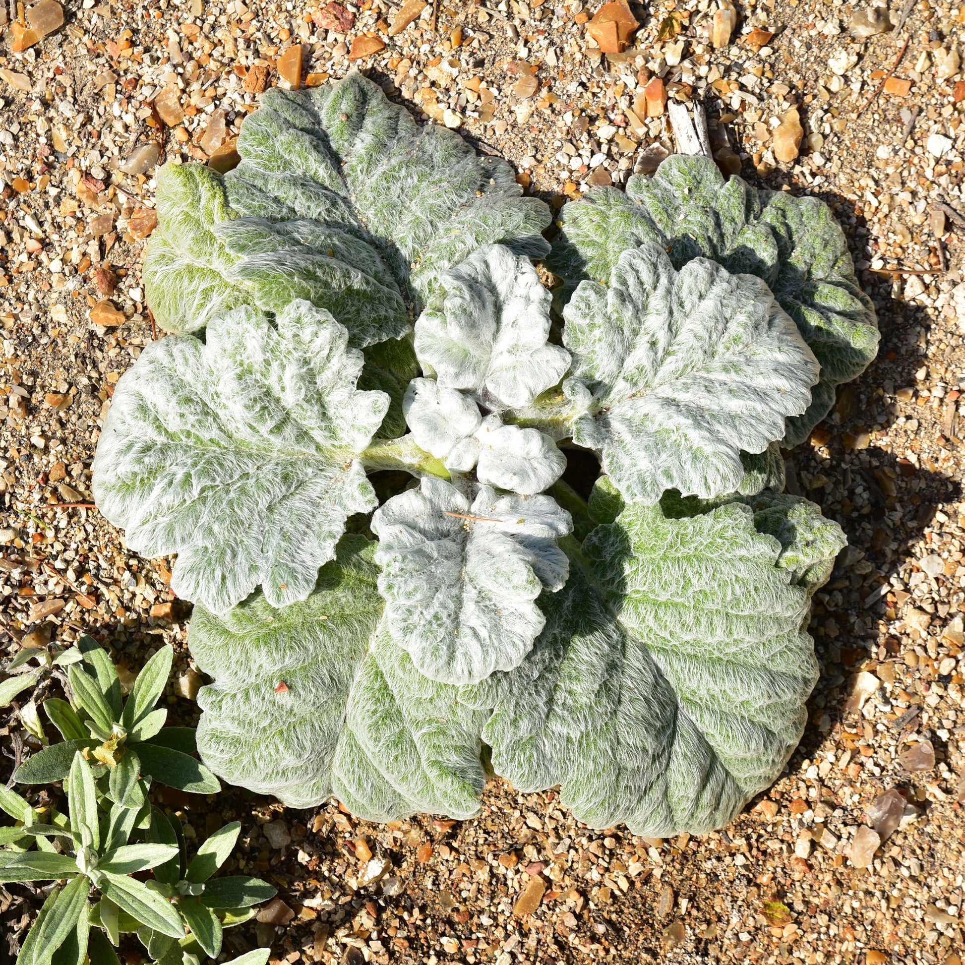 Salvia argentea - Silber Salbei - Salbei