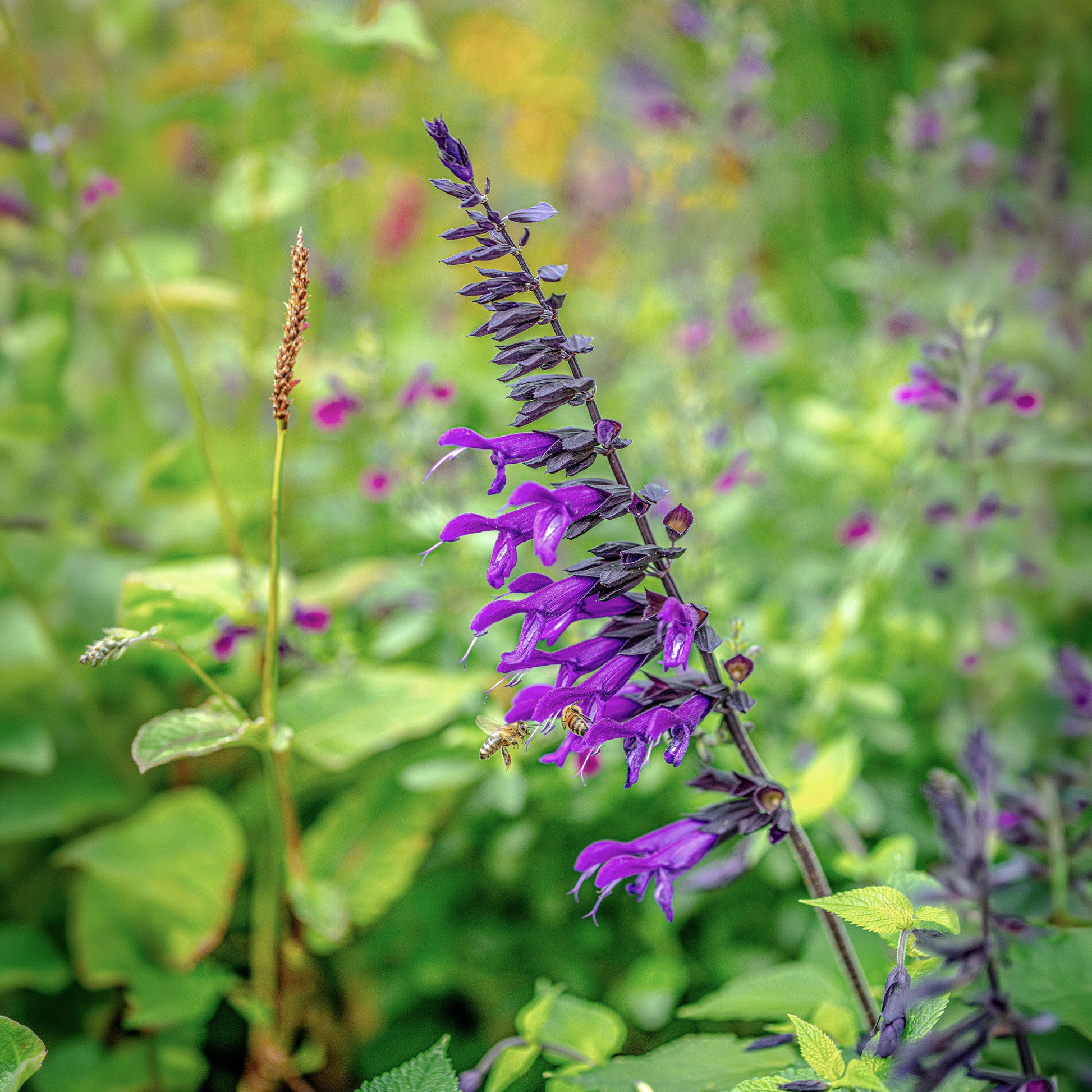 Verkauf Amistad Hybrid-Salbei - Salvia Amistad