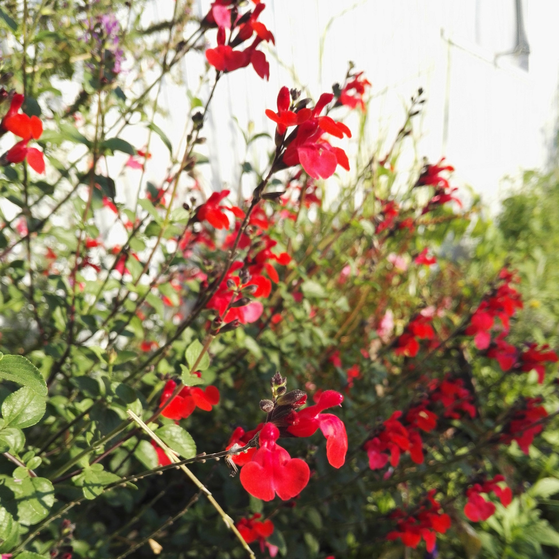 Pfirsichsalbei Royal Bumble - Salvia royal bumble - Bakker