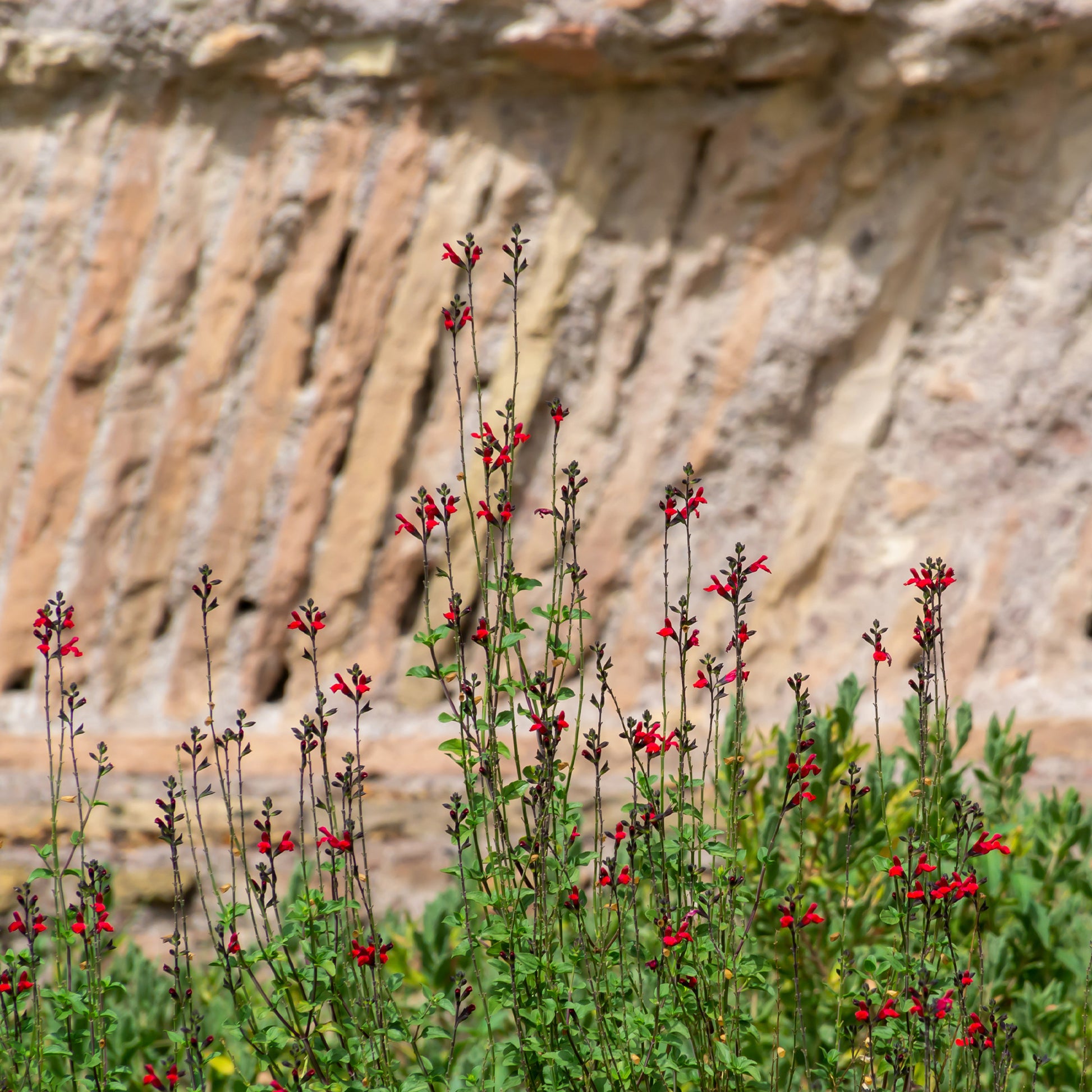 Salvia royal bumble - Pfirsichsalbei Royal Bumble - Salbei
