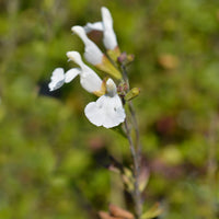 Strauch-Salbei Gletsjer - Salvia microphylla Gletsjer - Bakker