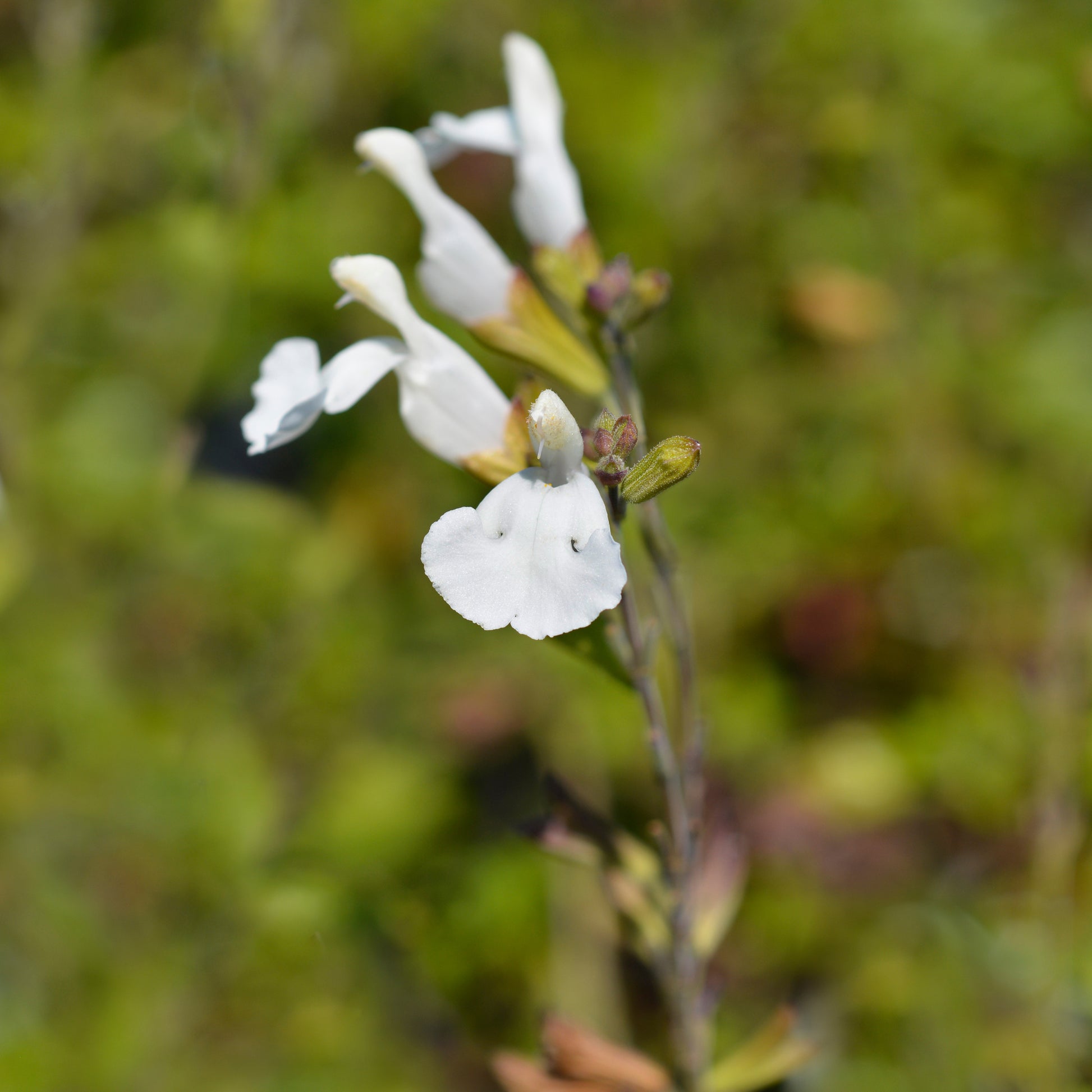 Strauch-Salbei Gletsjer - Salvia microphylla Gletsjer - Bakker