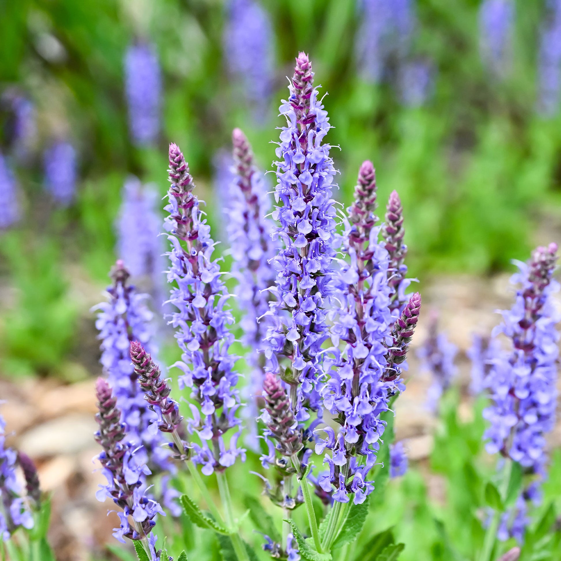 Salvia nemorosa blauhügel - Waldsalbei Blauhügel - Salbei