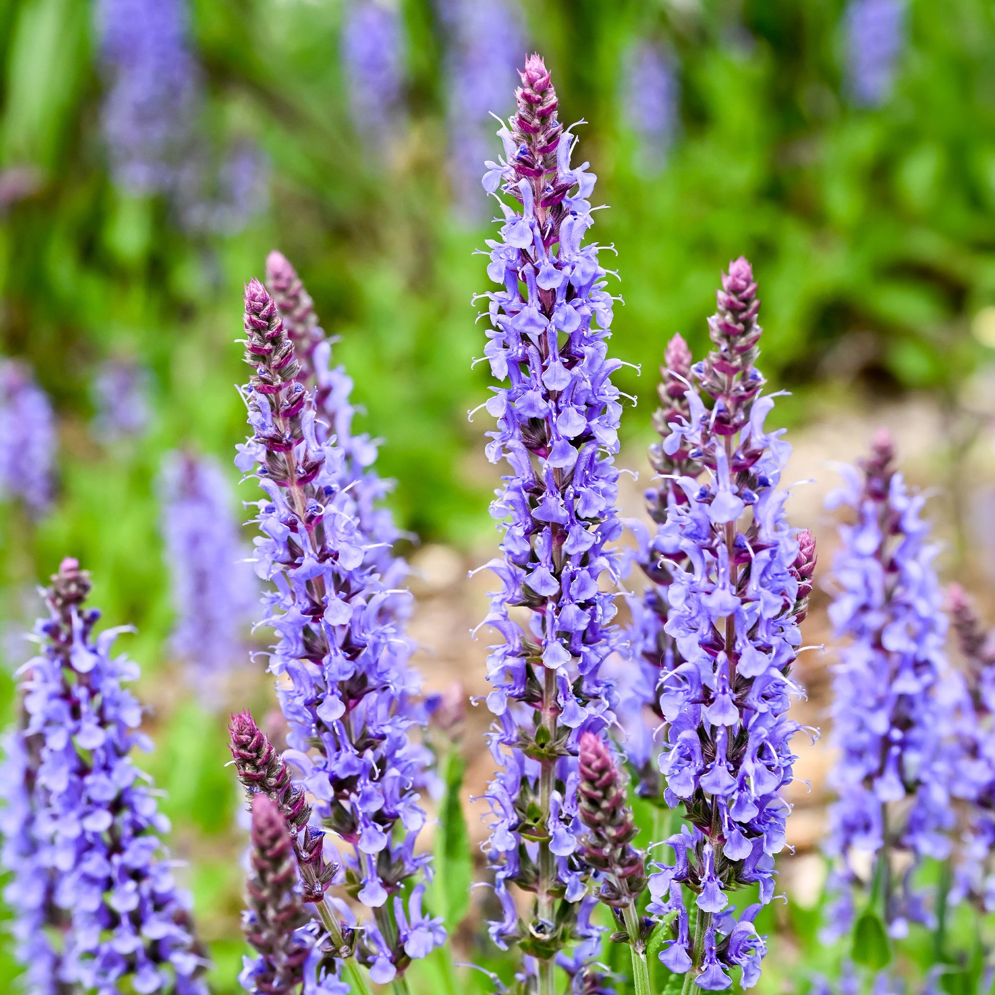 Waldsalbei Blauhügel - Bakker