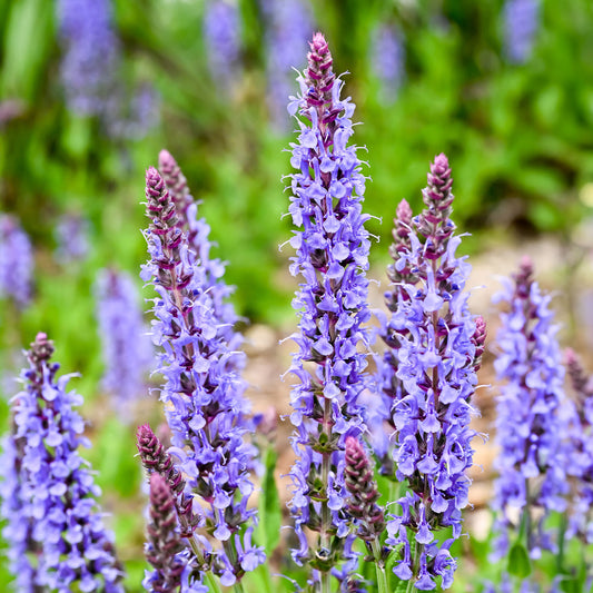 Waldsalbei Blauhügel - Bakker