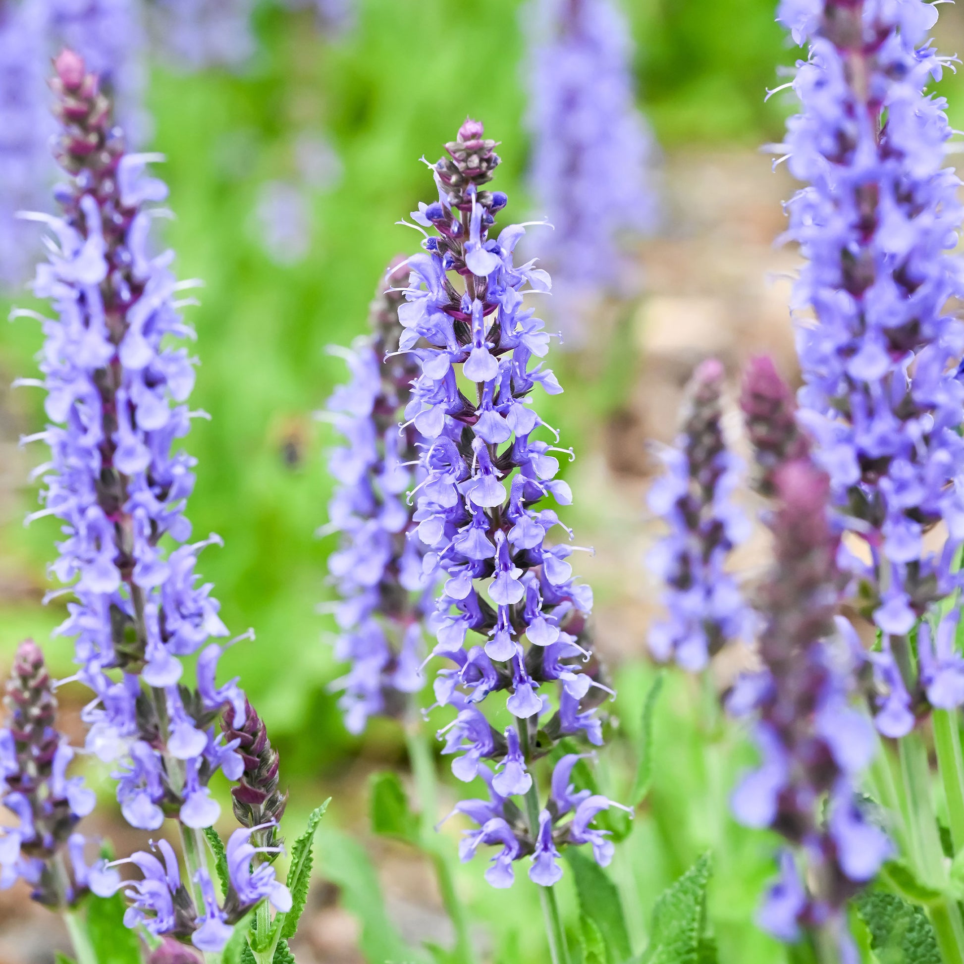 Waldsalbei Blauhügel - Salvia nemorosa blauhügel - Bakker