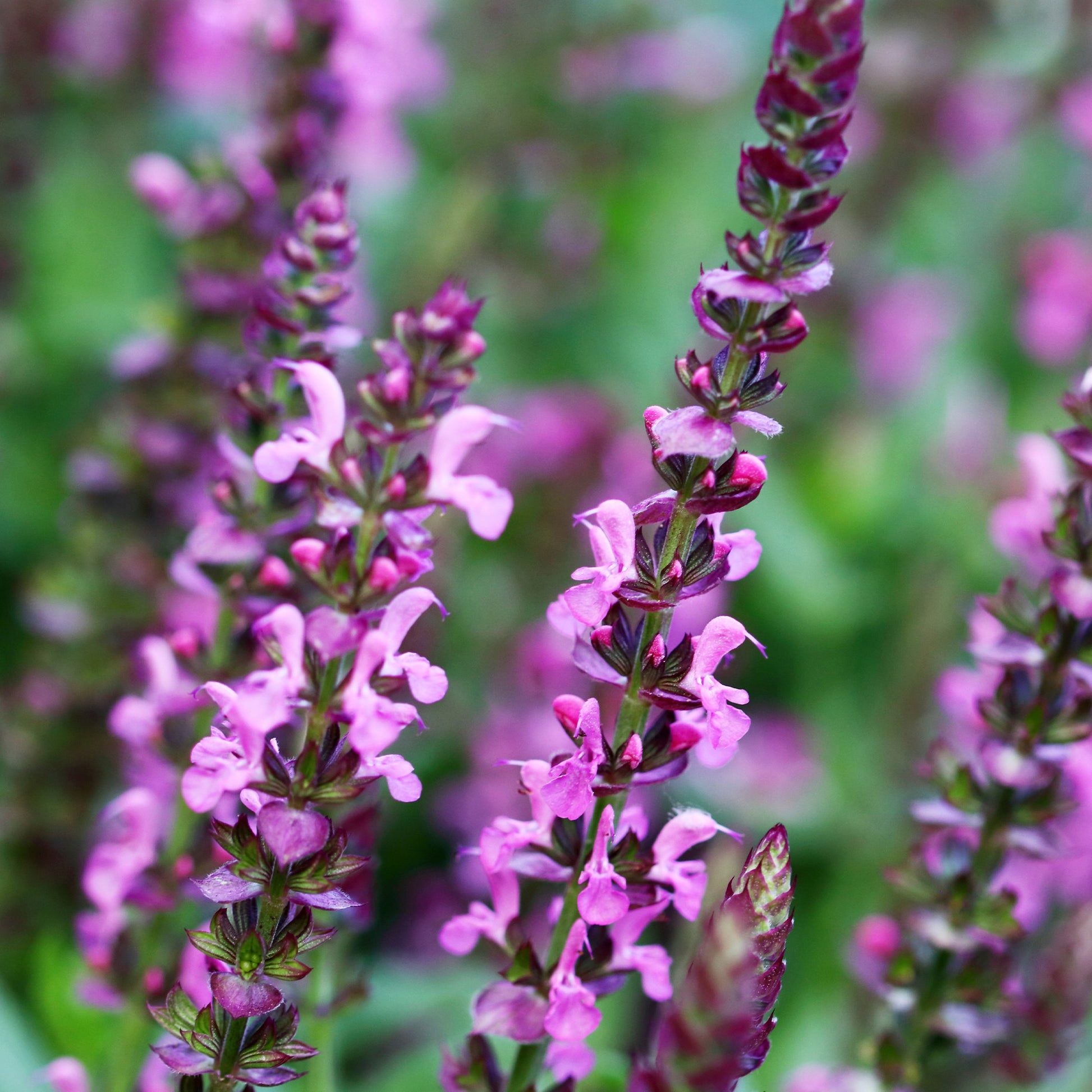 Salvia nemorosa Rose Queen (rosakönigin) - Wald-Salbei Rose Queen - Salbei