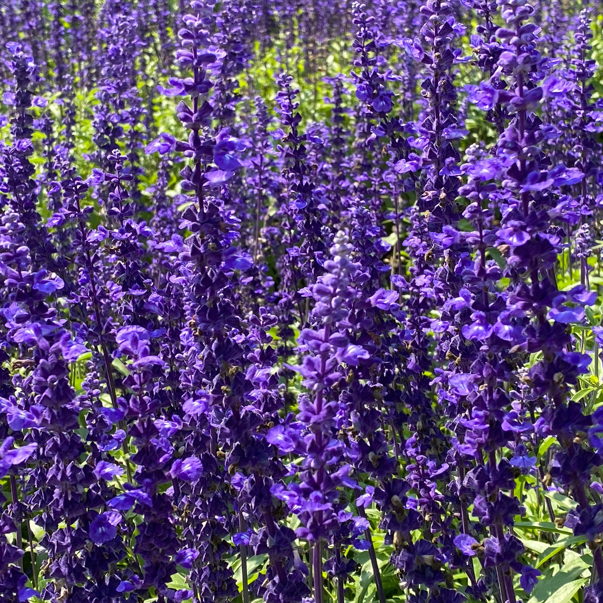 Wald-Salbei Viola Klose - Bakker