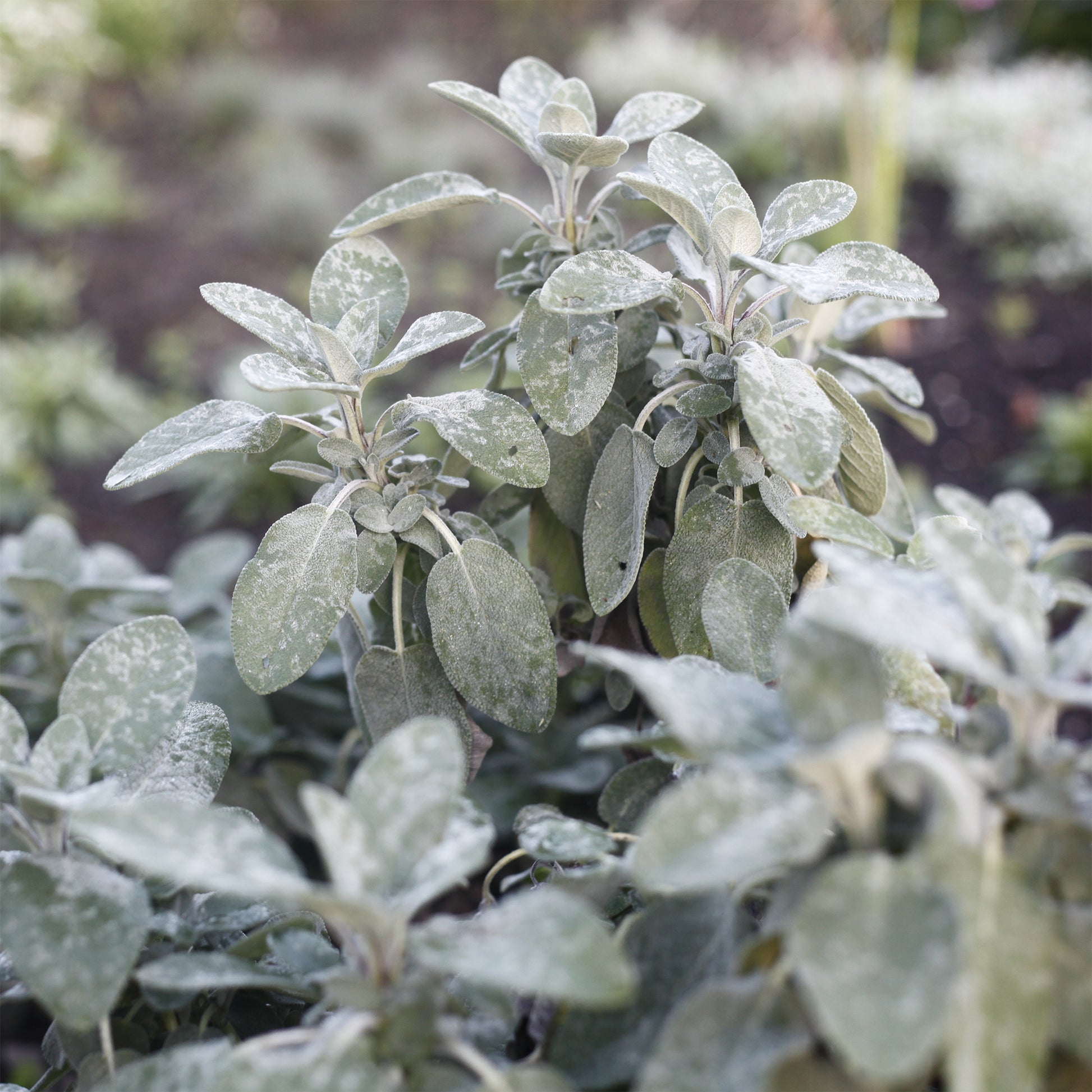 Salvia officinalis Berggarten - Salvia officinalis berggarten - Bakker