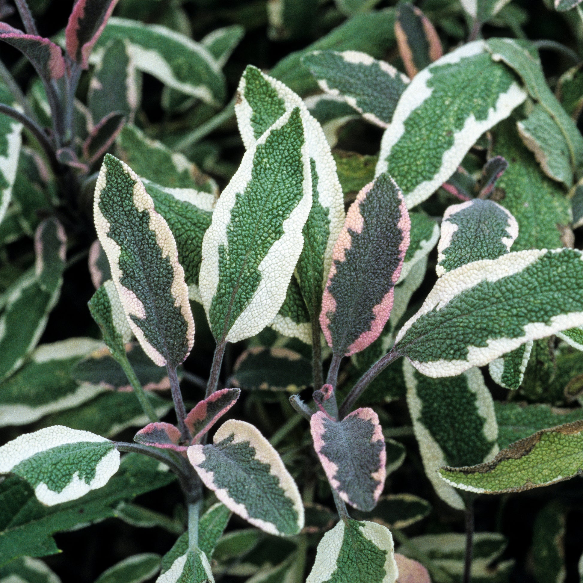 Dreifarbiger Garten-Salbei - Salvia officinalis tricolor - Bakker