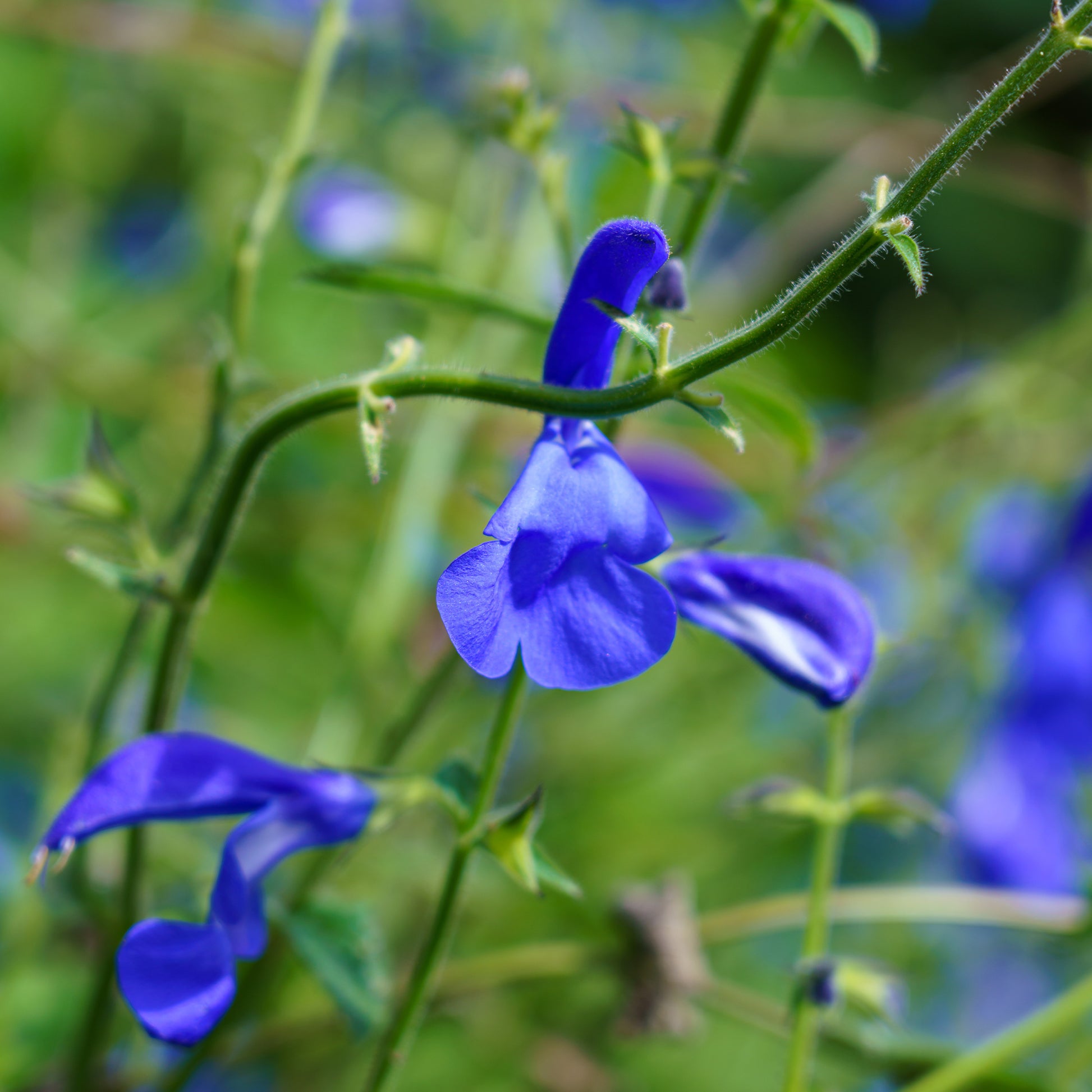 Mexikanischer Salbei - Salvia patens - Bakker