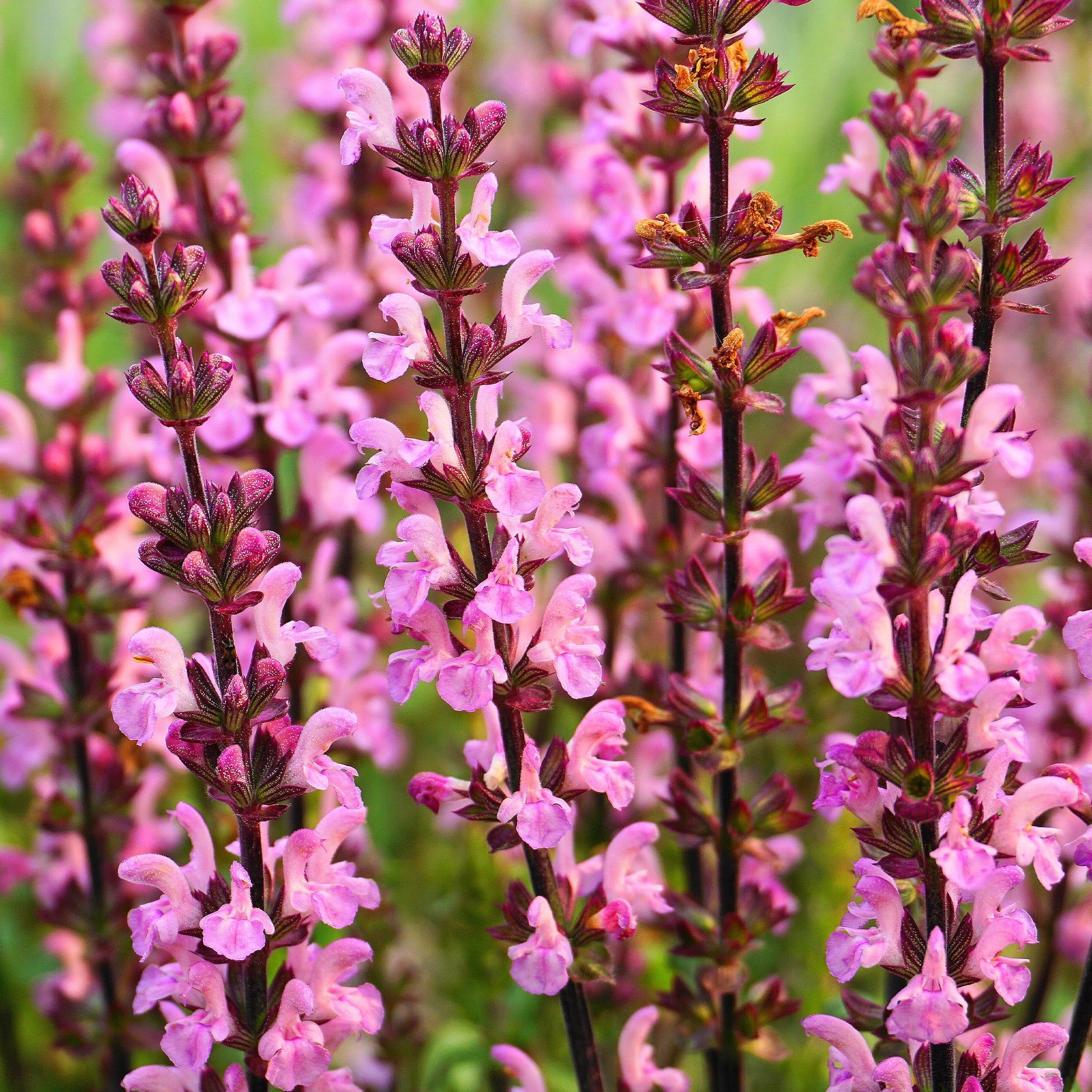 Wiesensalbei Rose Rhapsody - Bakker