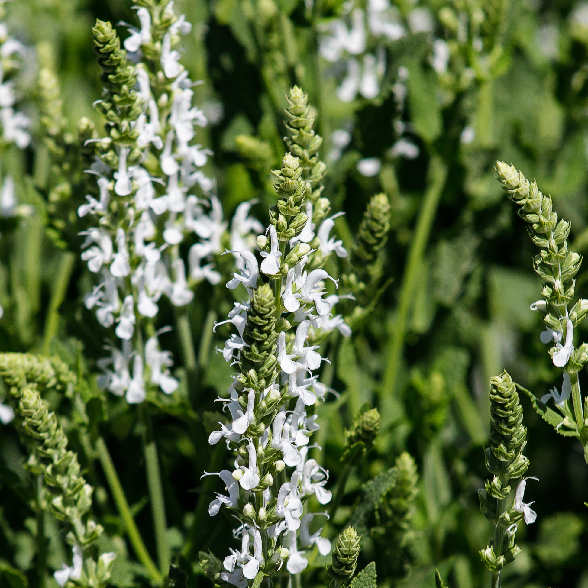 Wiesensalbei Swan Lake - Salvia pratensis swan lake ( ballet series ) - Bakker