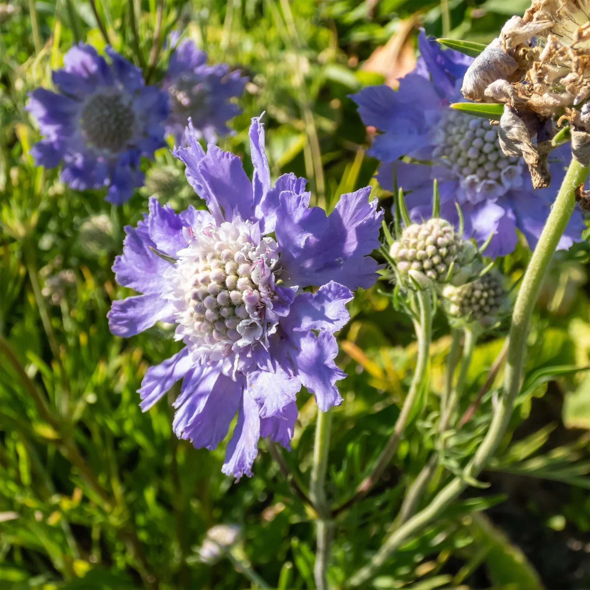 Verkauf 5 rosa und violette Stauden - Molinia caerulea, Pennisetum orientale, Astrantia major, Scabiosa caucasica,Verbena bonariensis         
