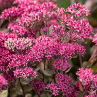 Fetthenne ‘Thunderhead’ - Sedum thunderhead - Bakker
