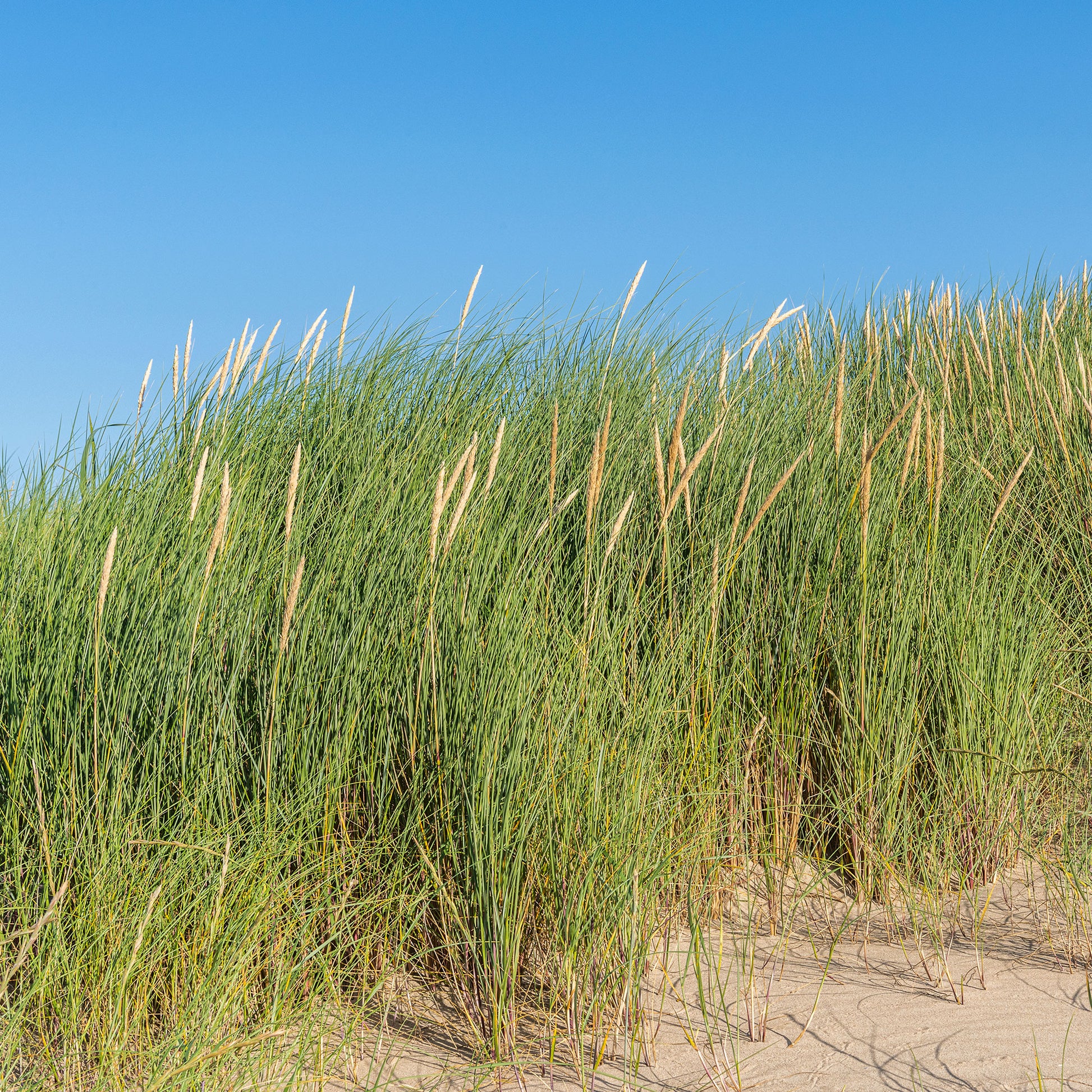 Strandhafer - Ammophila arenaria - Bakker