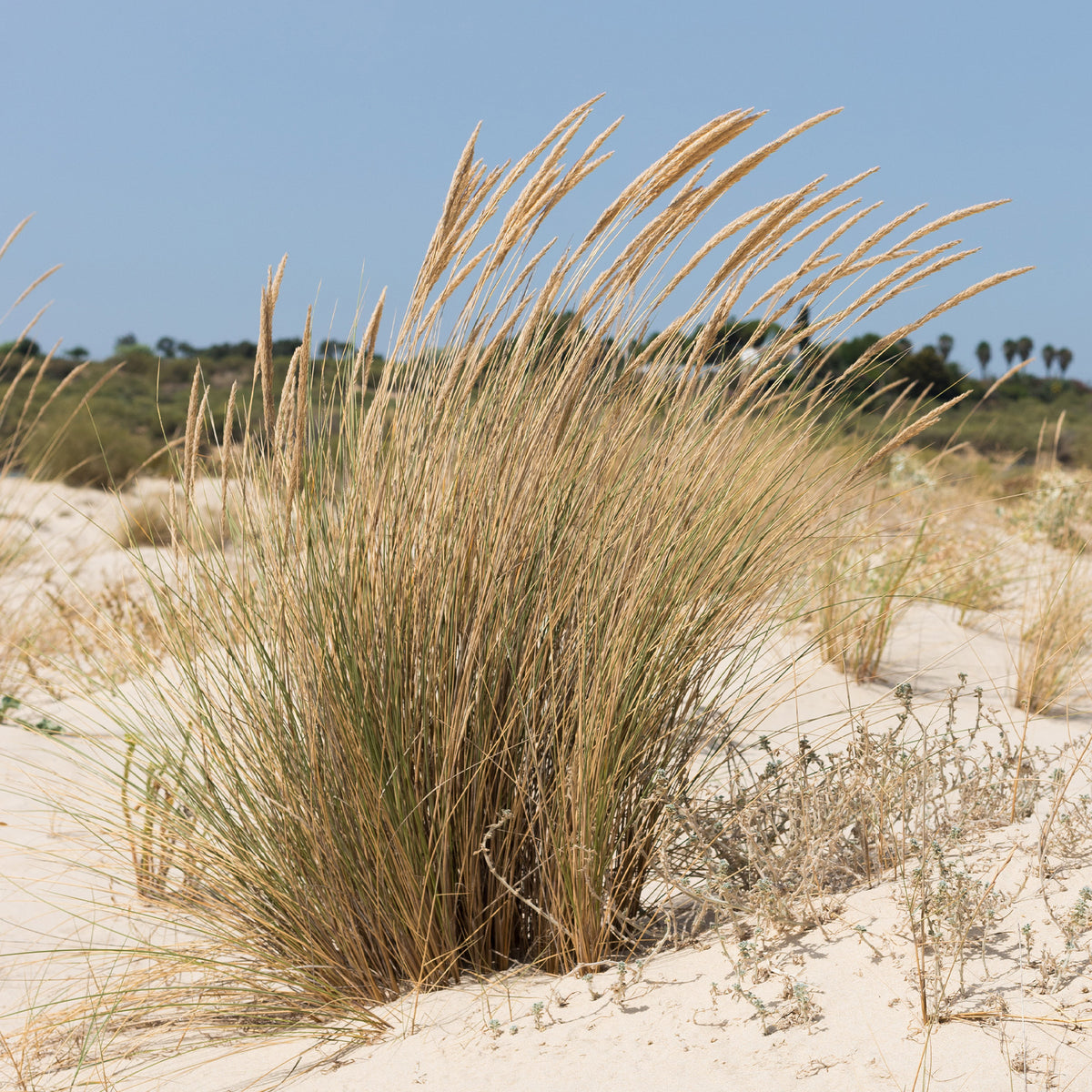 Strandhafer - Bakker