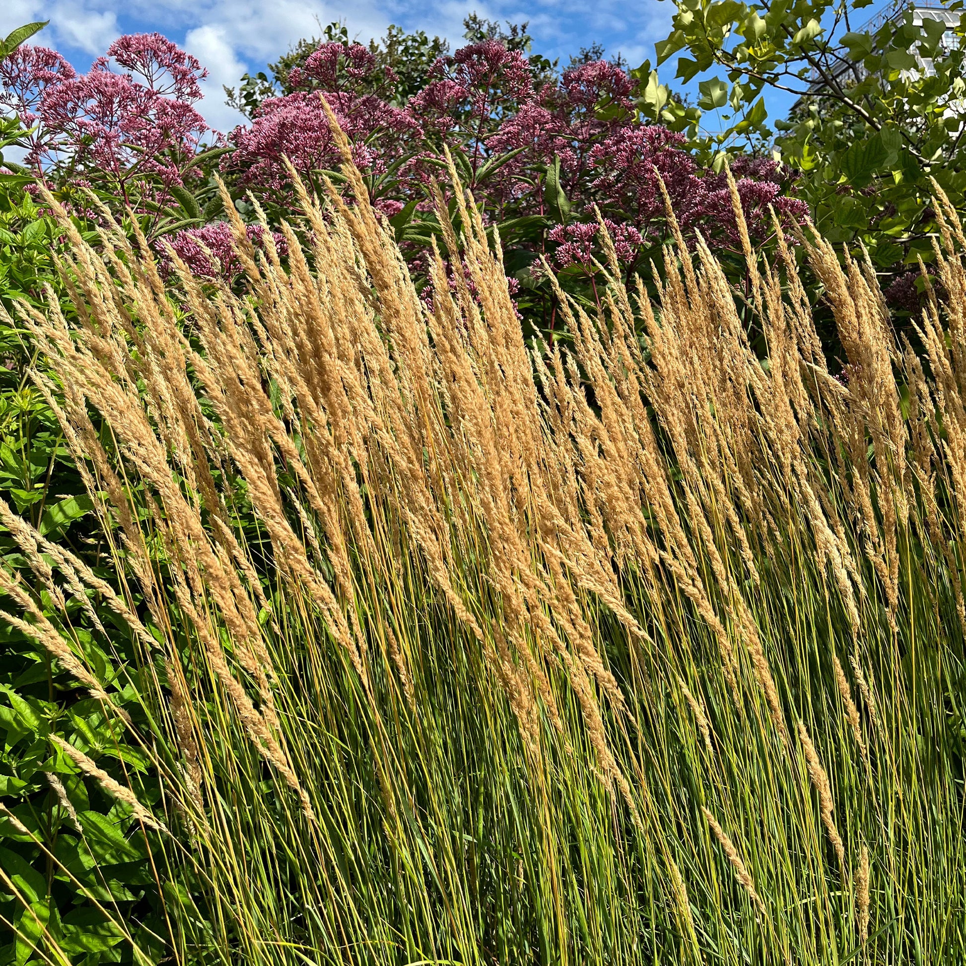 Calamagrostis x acutiflora Karl Foerster - Reitgras Karl Förster - Gräser