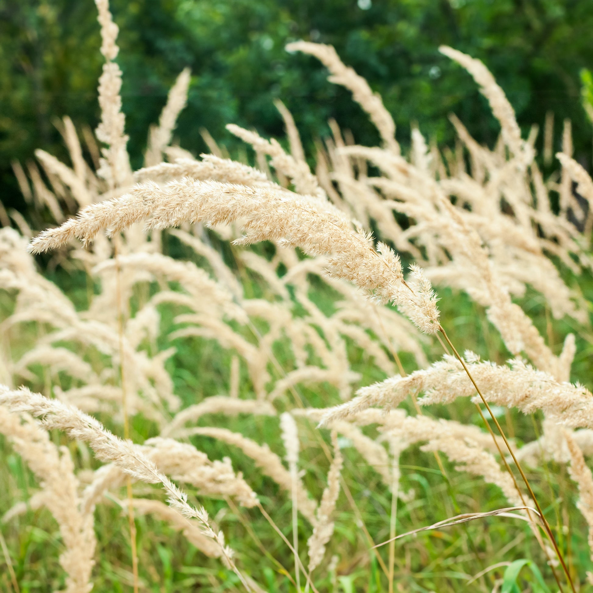 Calamagrostis arundinacea var. brachytricha - Diamantgras - Gräser