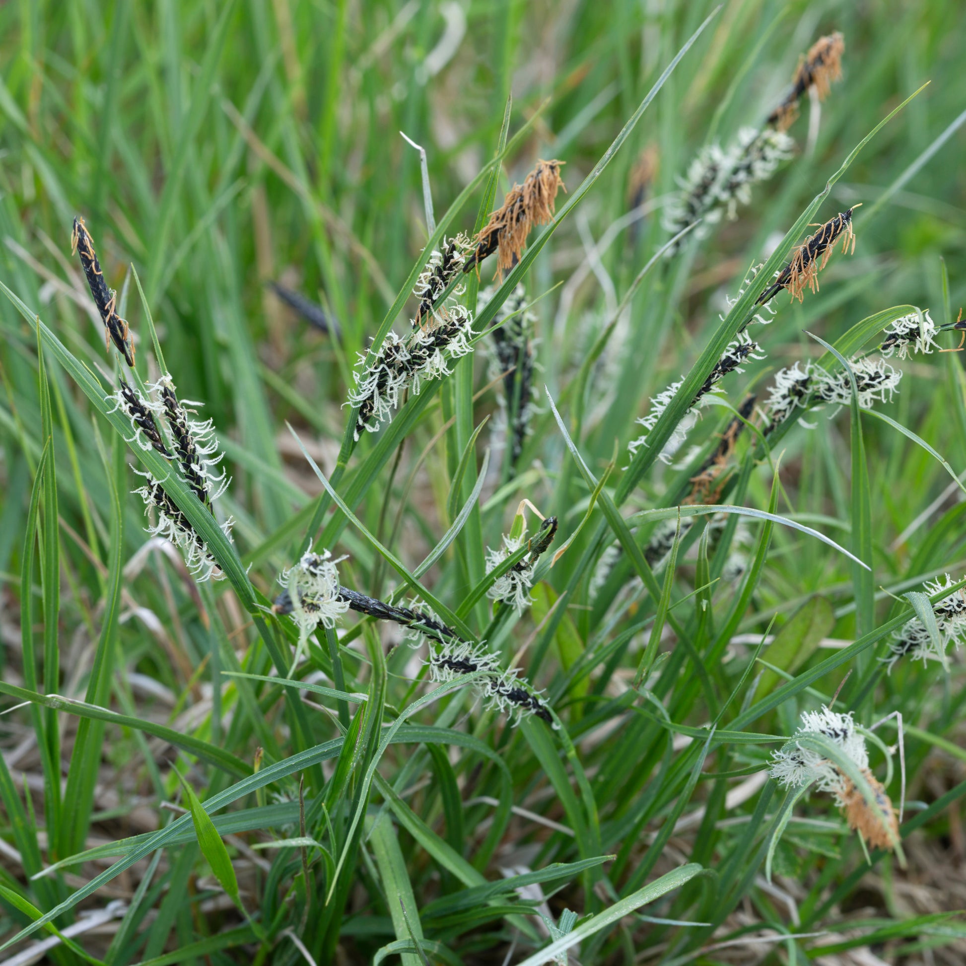 Carex montana - Bergsegge - Carex