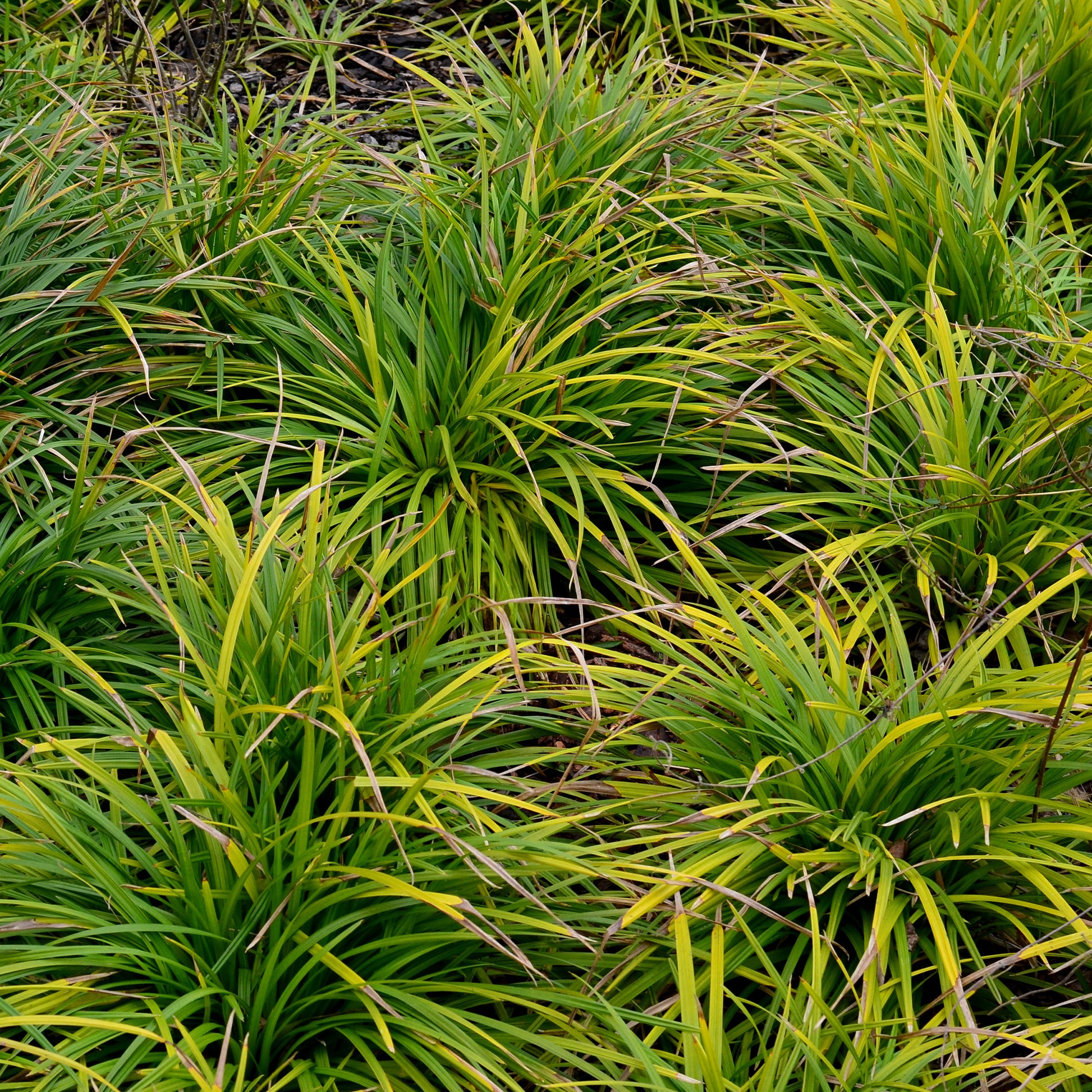 Oshima Segge Evergreen - Bakker